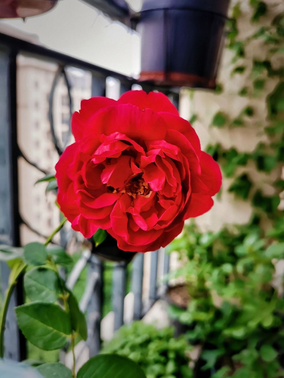 真彩230 日本月季界的四大妖花之一,花型花色真的是非常富有多变性.