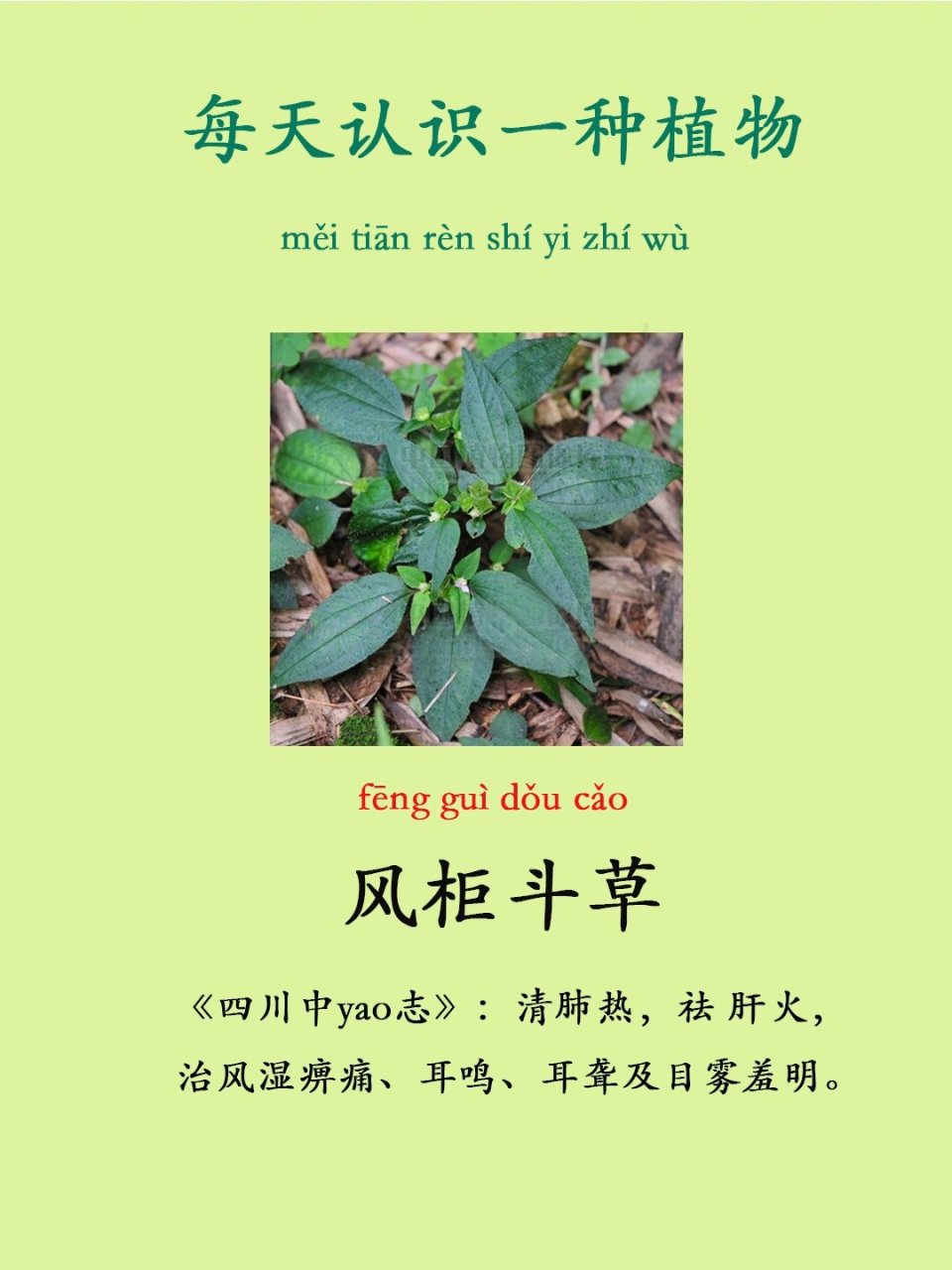 每天认认知一种yao 用植物   健康  风柜斗草 【别名】风柜斗草,肉穗