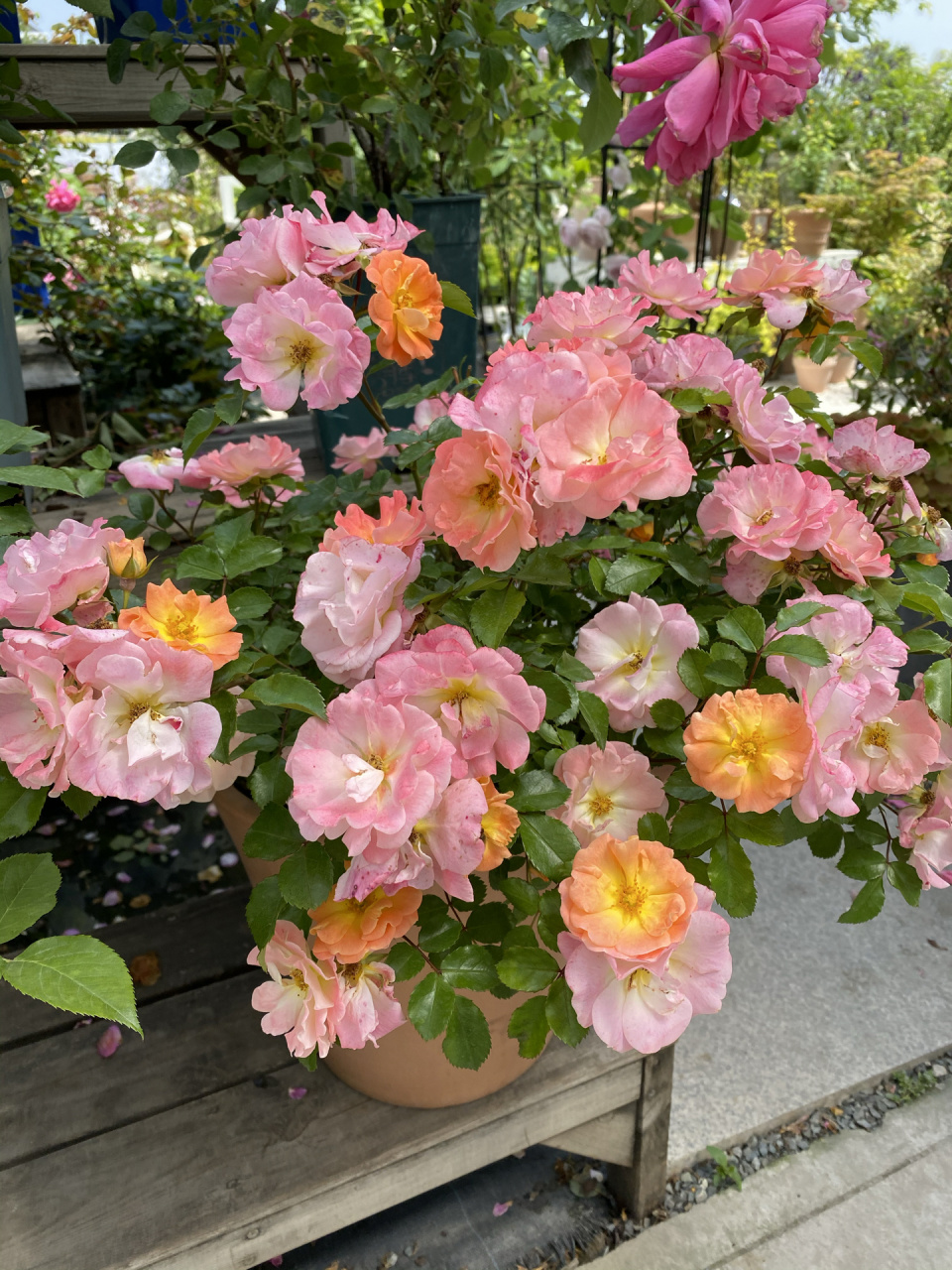 地被月季绝代佳人—桃色地毯 被网图耽误的绝美丰花月季,实物美爆!