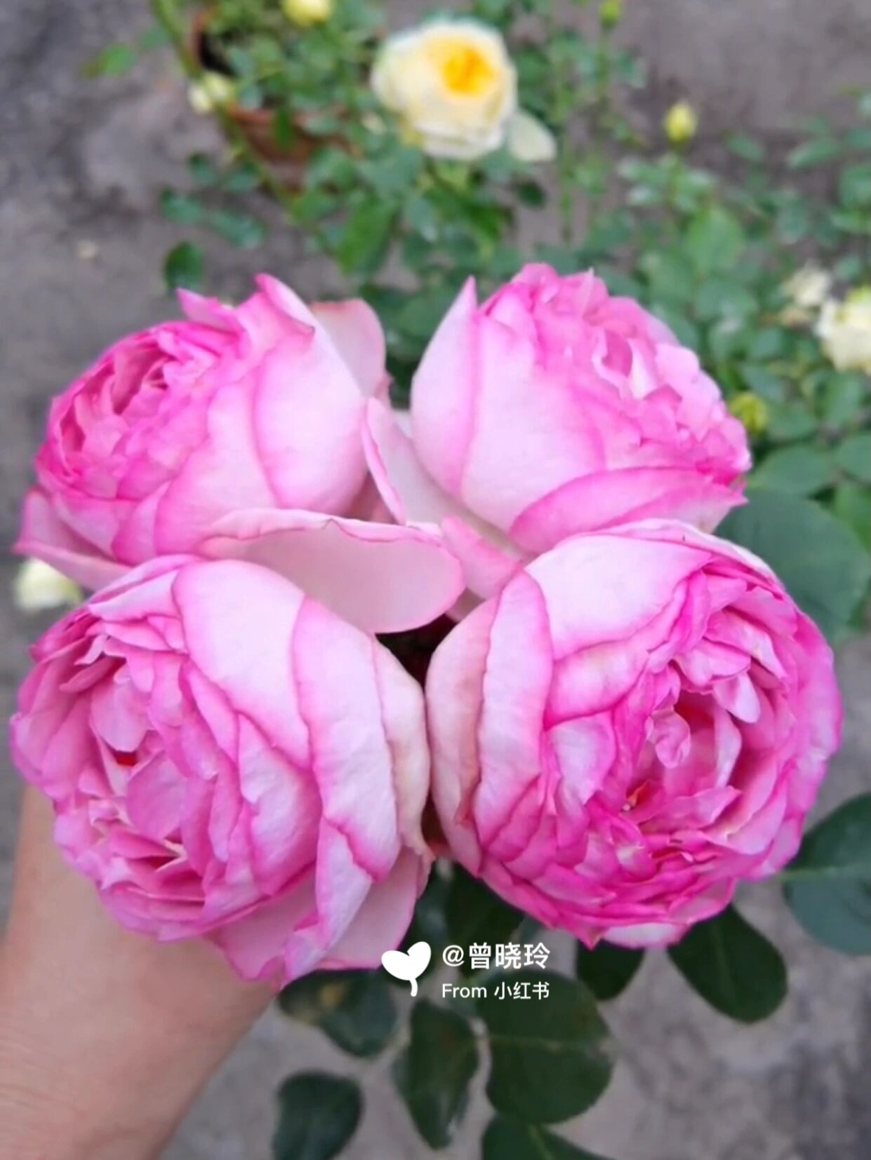 伊芙贵族香水月季优缺点分析欢迎补充 名称:伊芙贵族香水 别称:noble