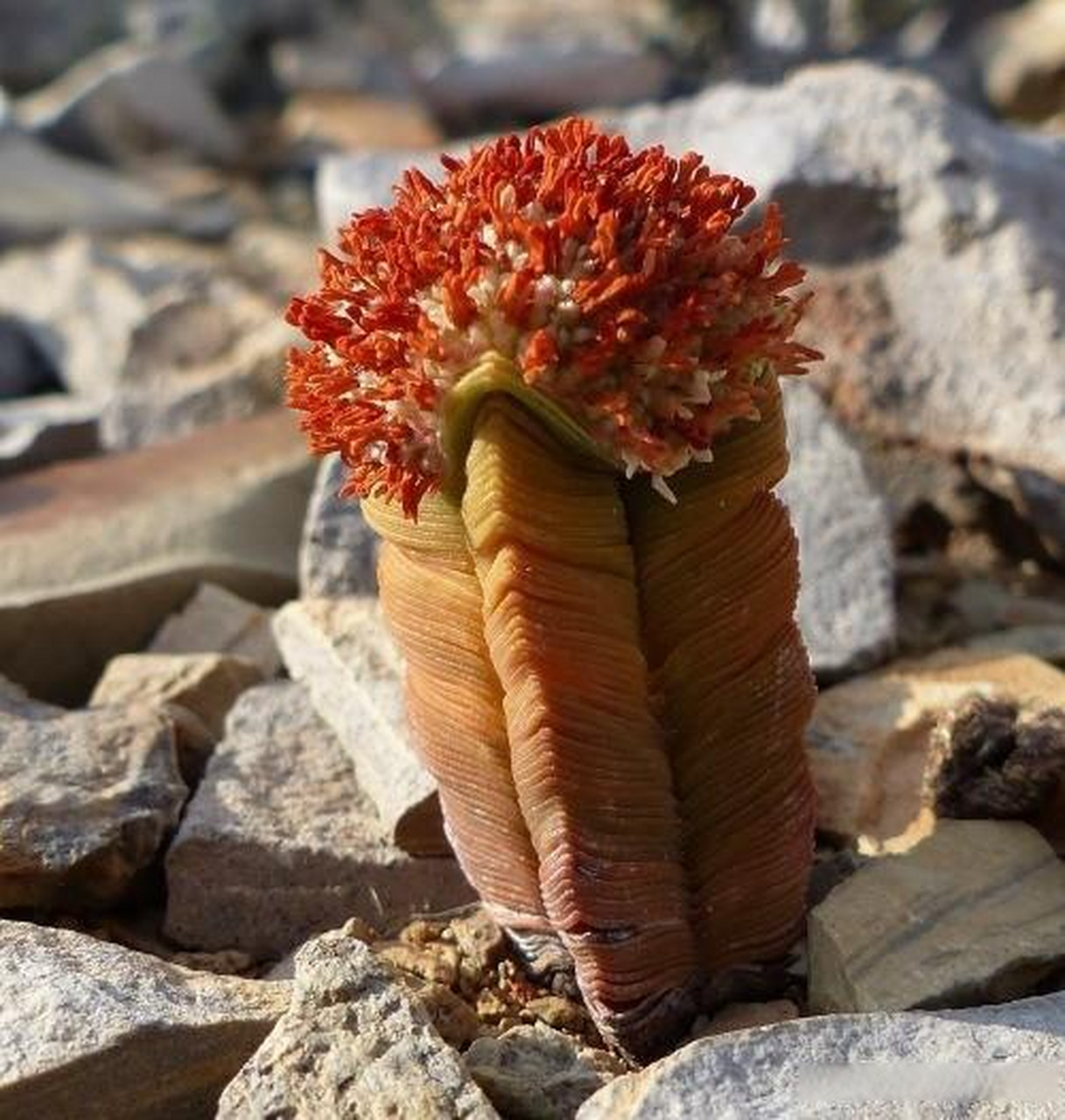 这是来自南非沙漠的一种奇特植物,名字叫crassula pyramidalis,躯干是