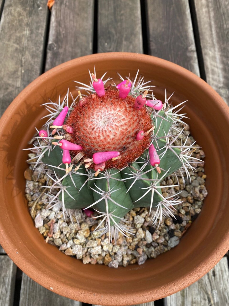 仙人球-魔云 层云是一个仙人掌品种,单生,球形,表皮蓝绿色至灰绿色,棱