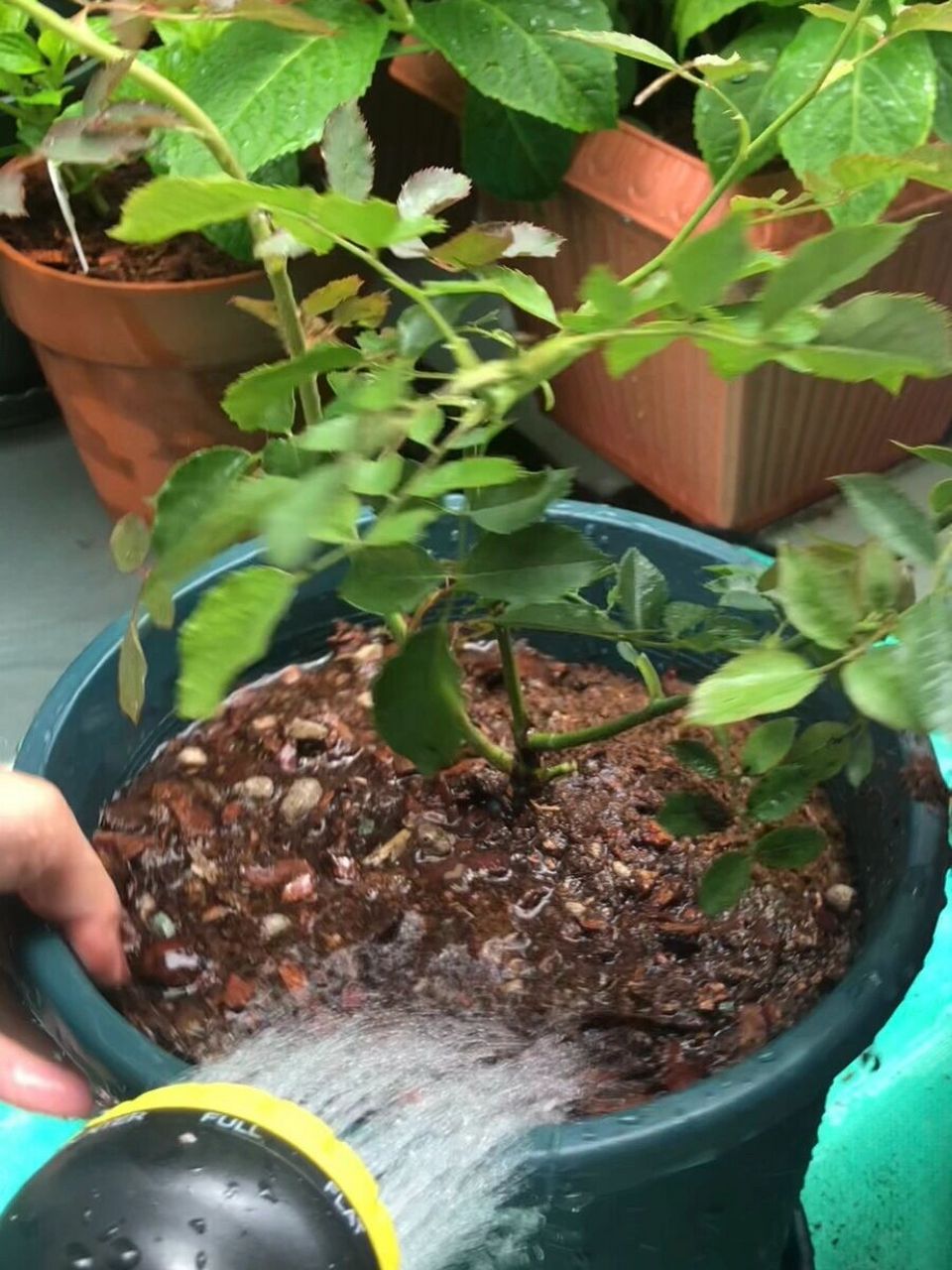 新手入门-月季该如何浇水?