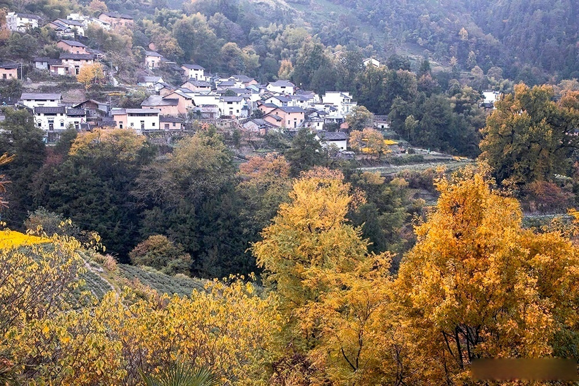 【#拍拍秋天的模样#  摄影师镜头下的秋景】五陵村是黄山市休宁县的一
