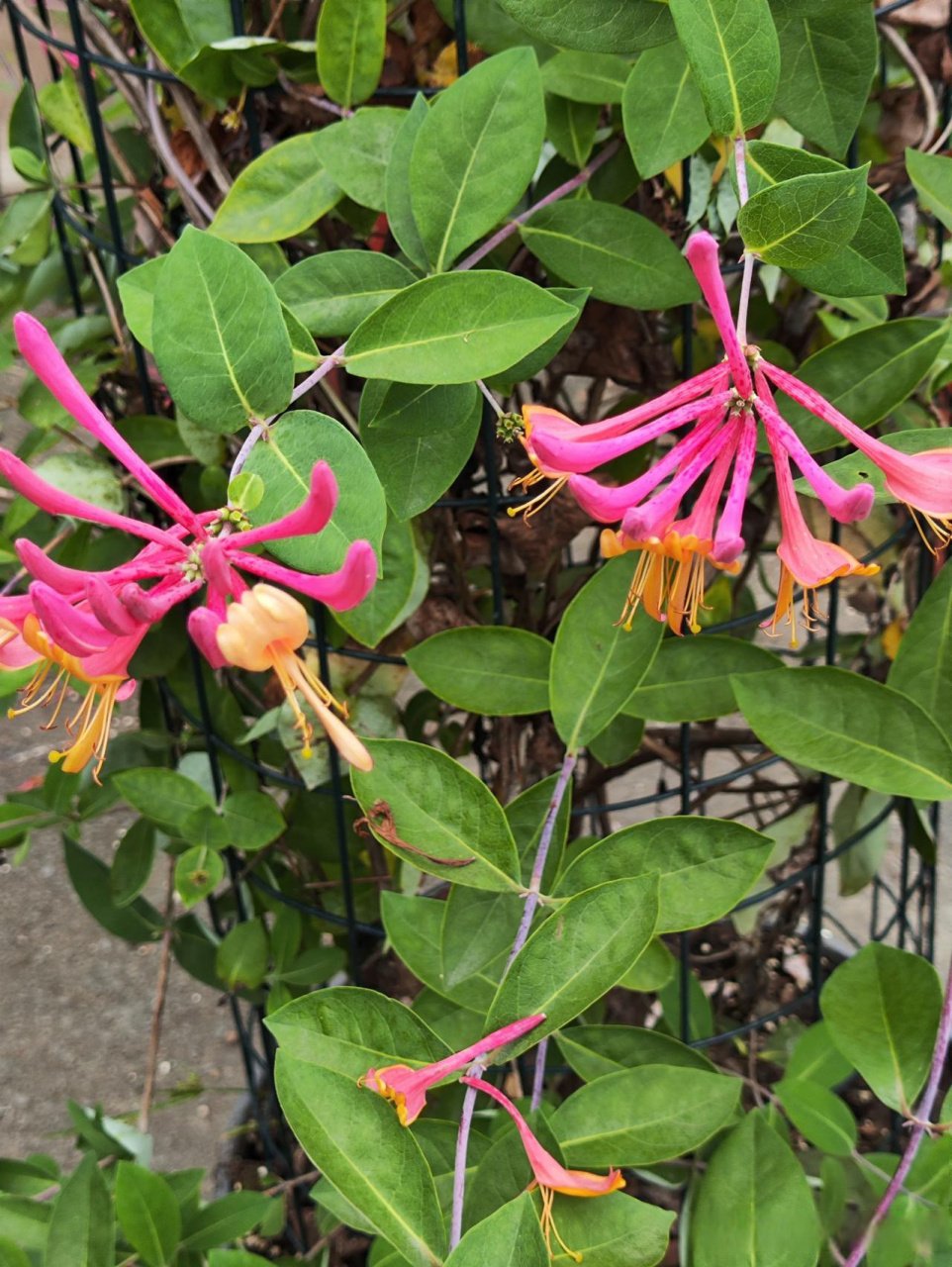 我拍美景迎国庆  秋日生活打卡季  贯月忍冬 喜欢阳光 花色艳丽 开花