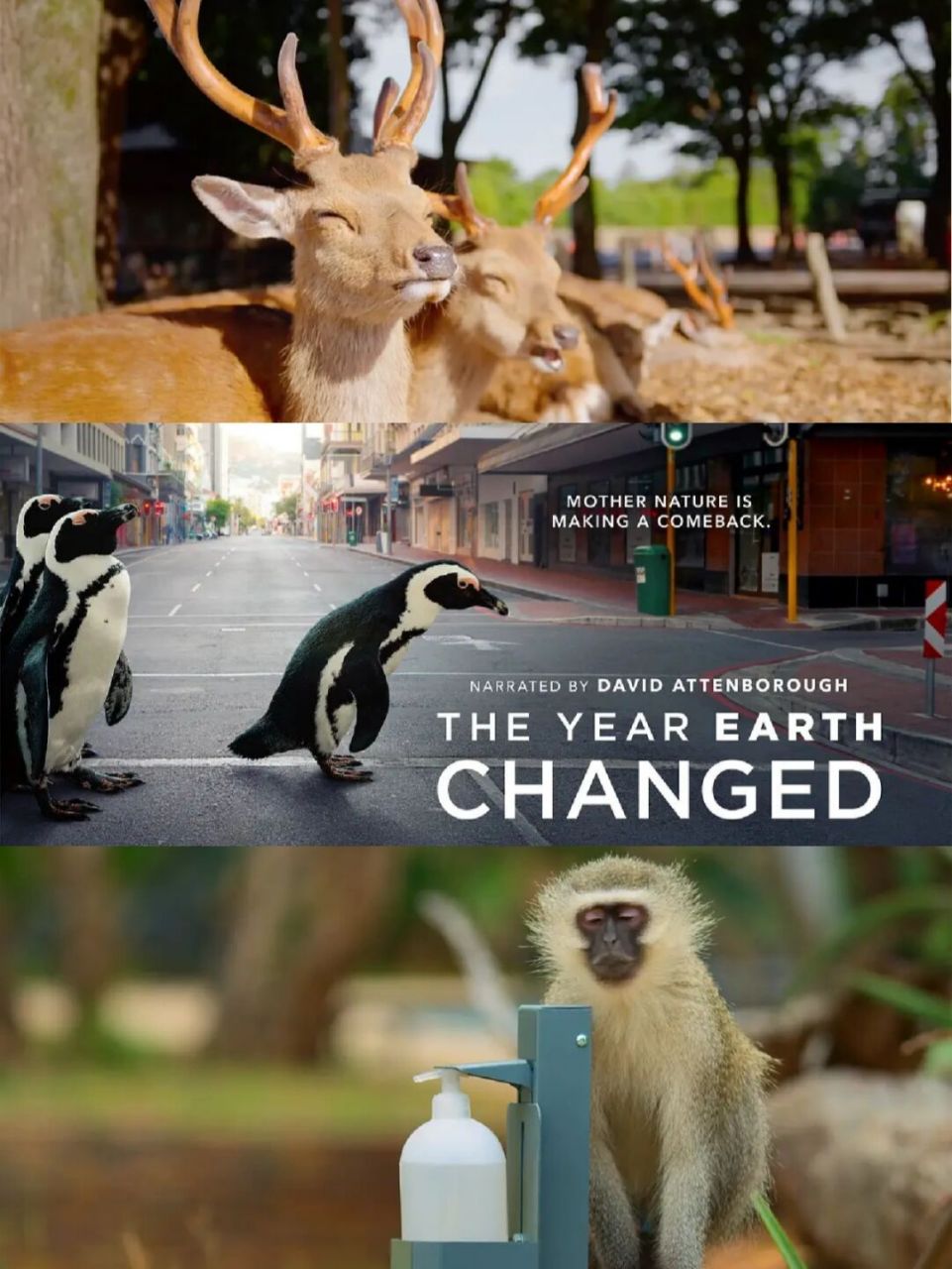 93《地球改变之年》| 大自然按了启动键 95在人类社会因新冠疫情