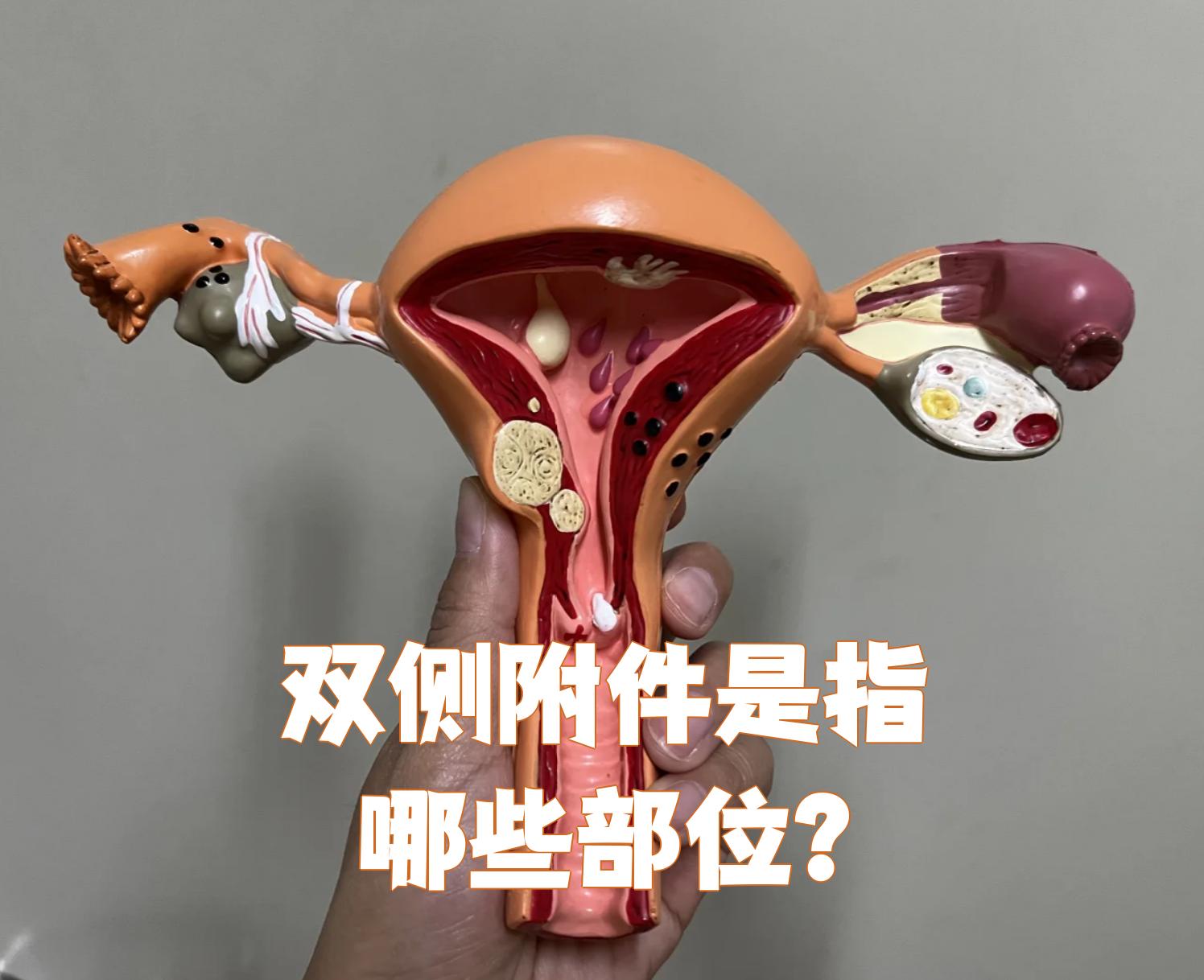 双侧附件指的是输卵管和卵巢