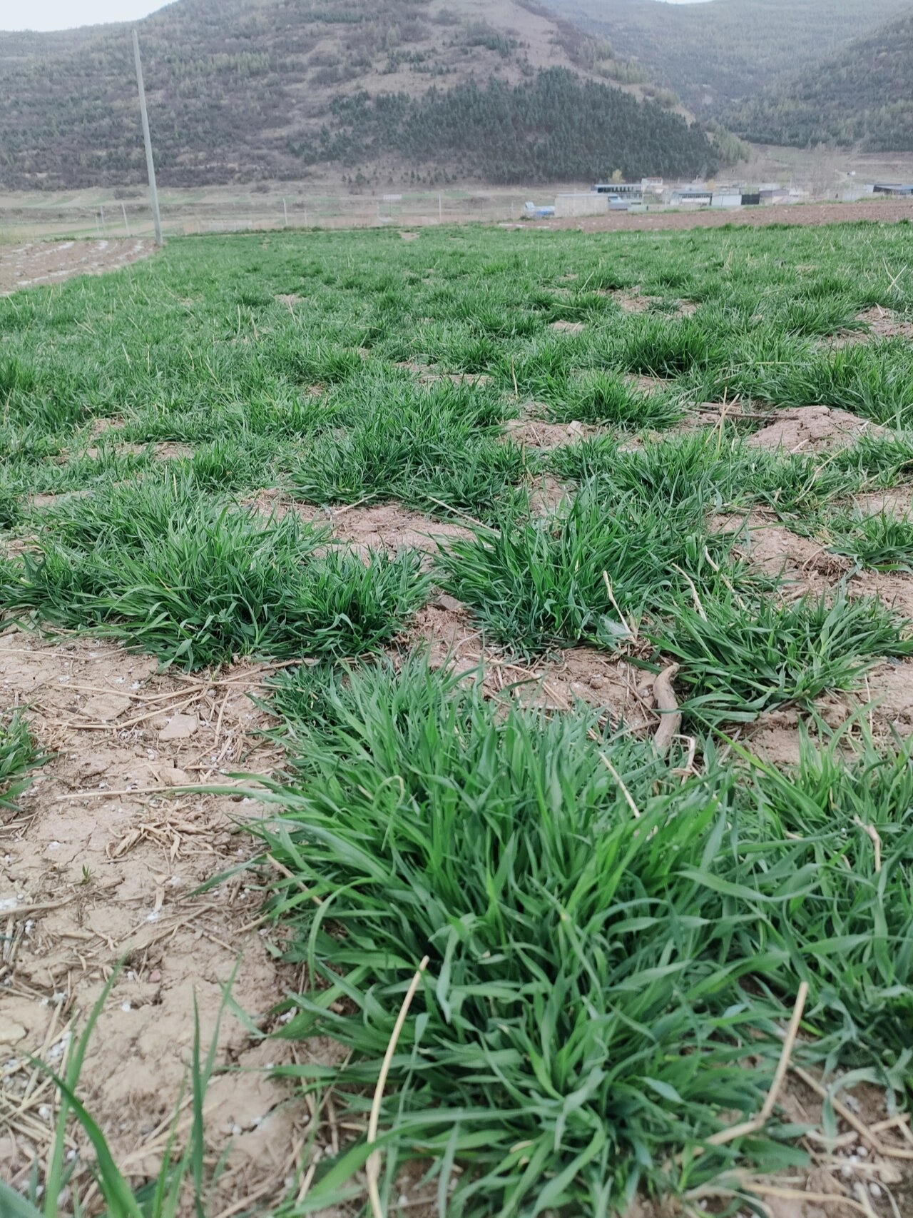 甘肃岷县北提最新提摩西草长势 预计6月份左右就可以开始加工烘干了