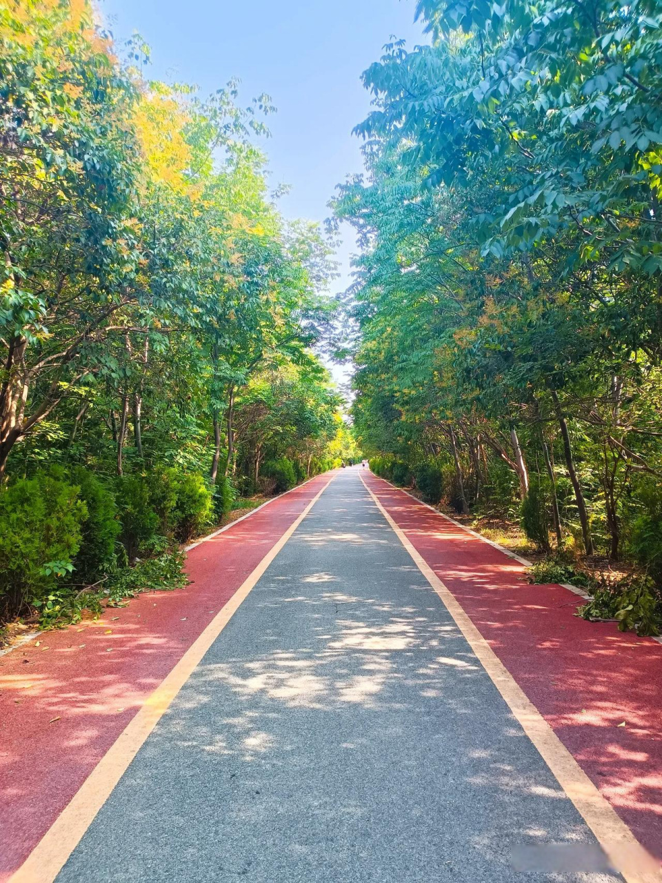 上清宫森林公园可谓是洛阳后花园,园区很大,里面树木郁郁葱葱,环境