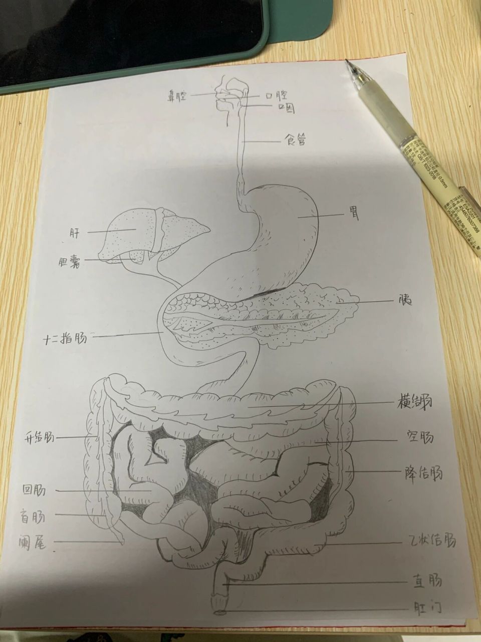 消化系统结构简图手绘图片