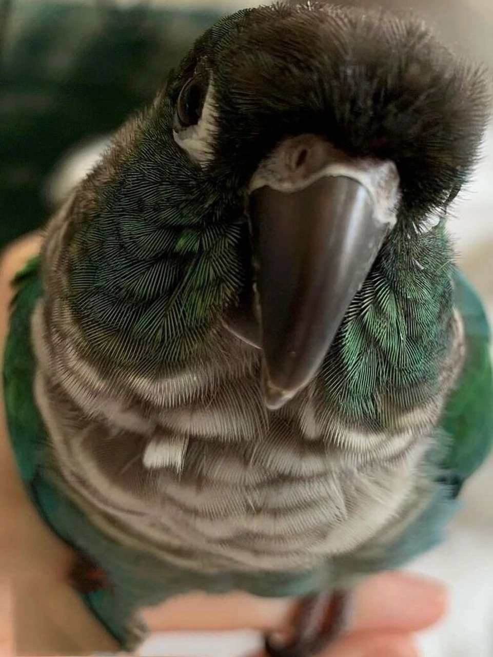 蓝化绿颊小太阳 细节图分享