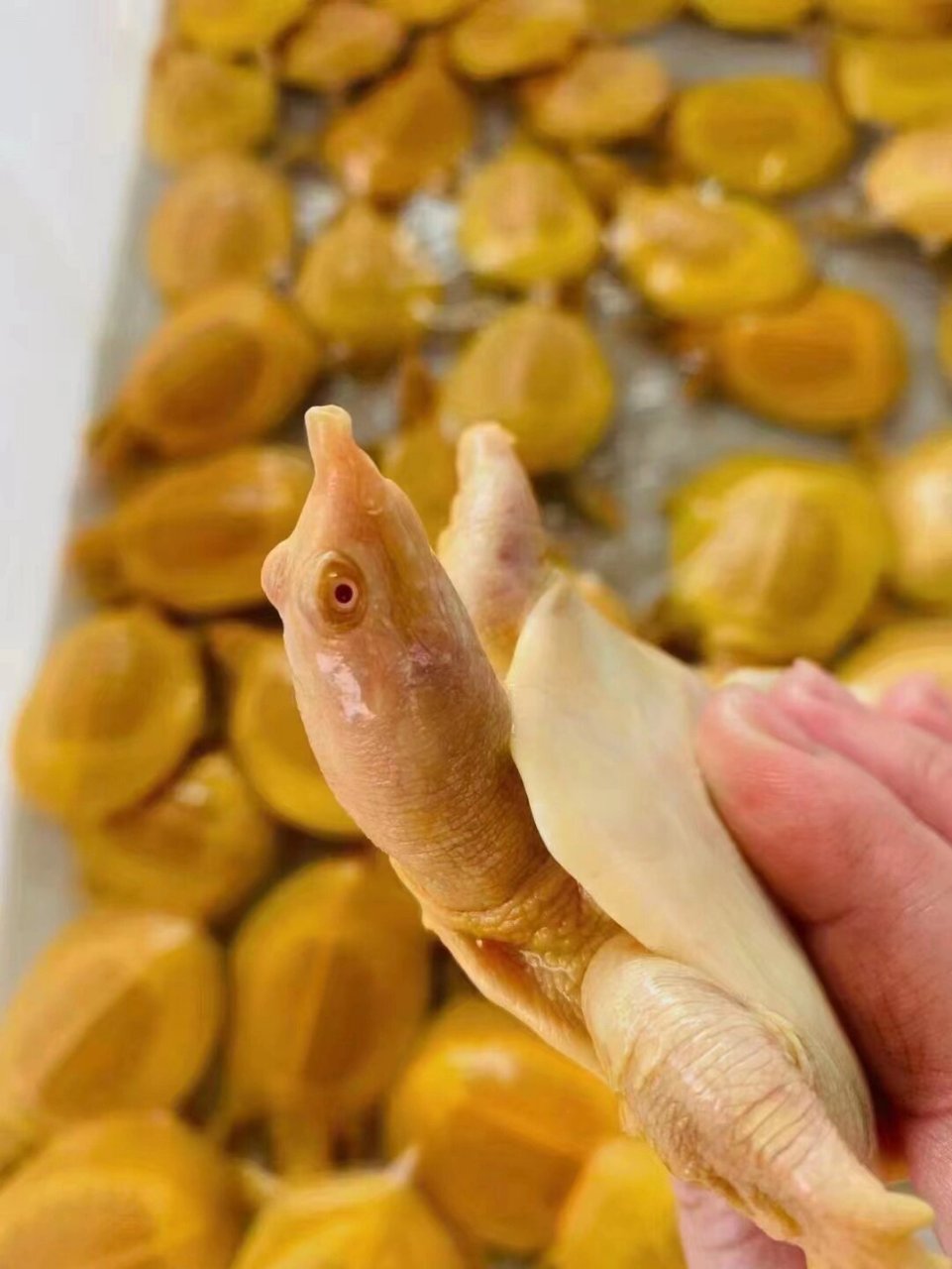 黄金甲鱼 水底黄金之称 红眼黄化水鱼 深水鱼缸观赏一级靓