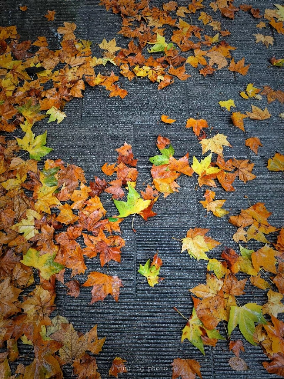 雨后落叶的常州街头 延陵东路秋天的浪漫.