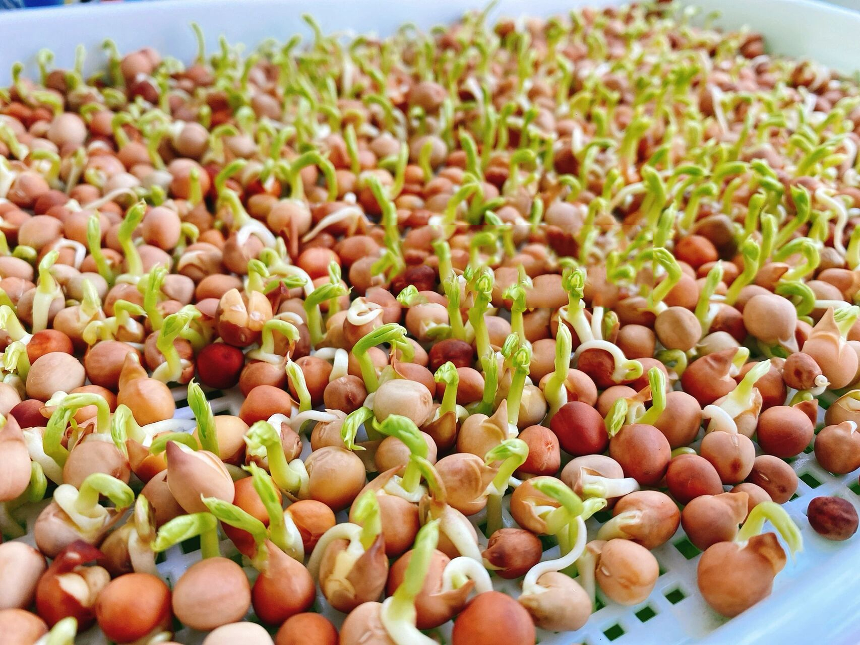 家庭小菜园|豌豆苗种植生长记录 关键词:麻豌豆,水养,收割后二次生长