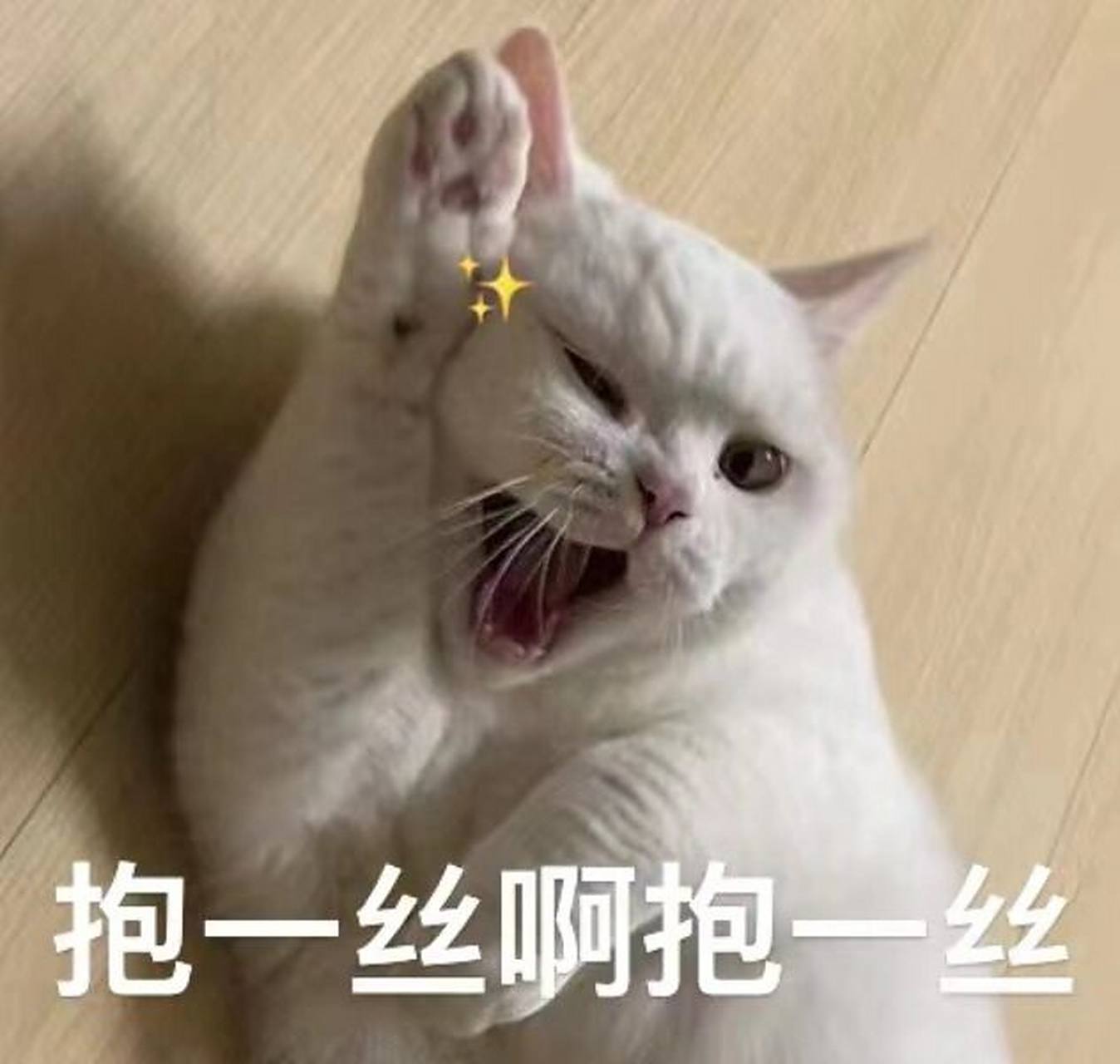 走过路过,不要错过 这个小猫咪的表情包!