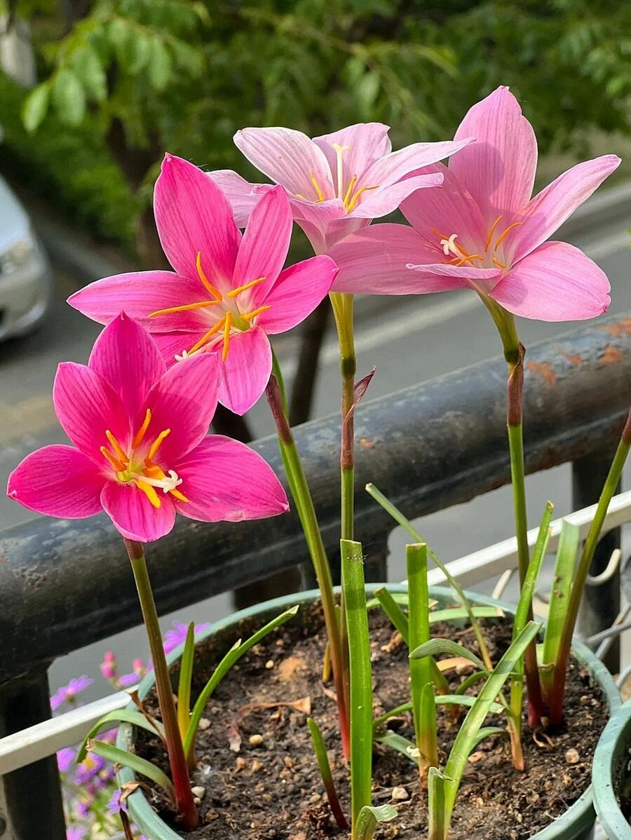 风雨兰图片 壁纸图片