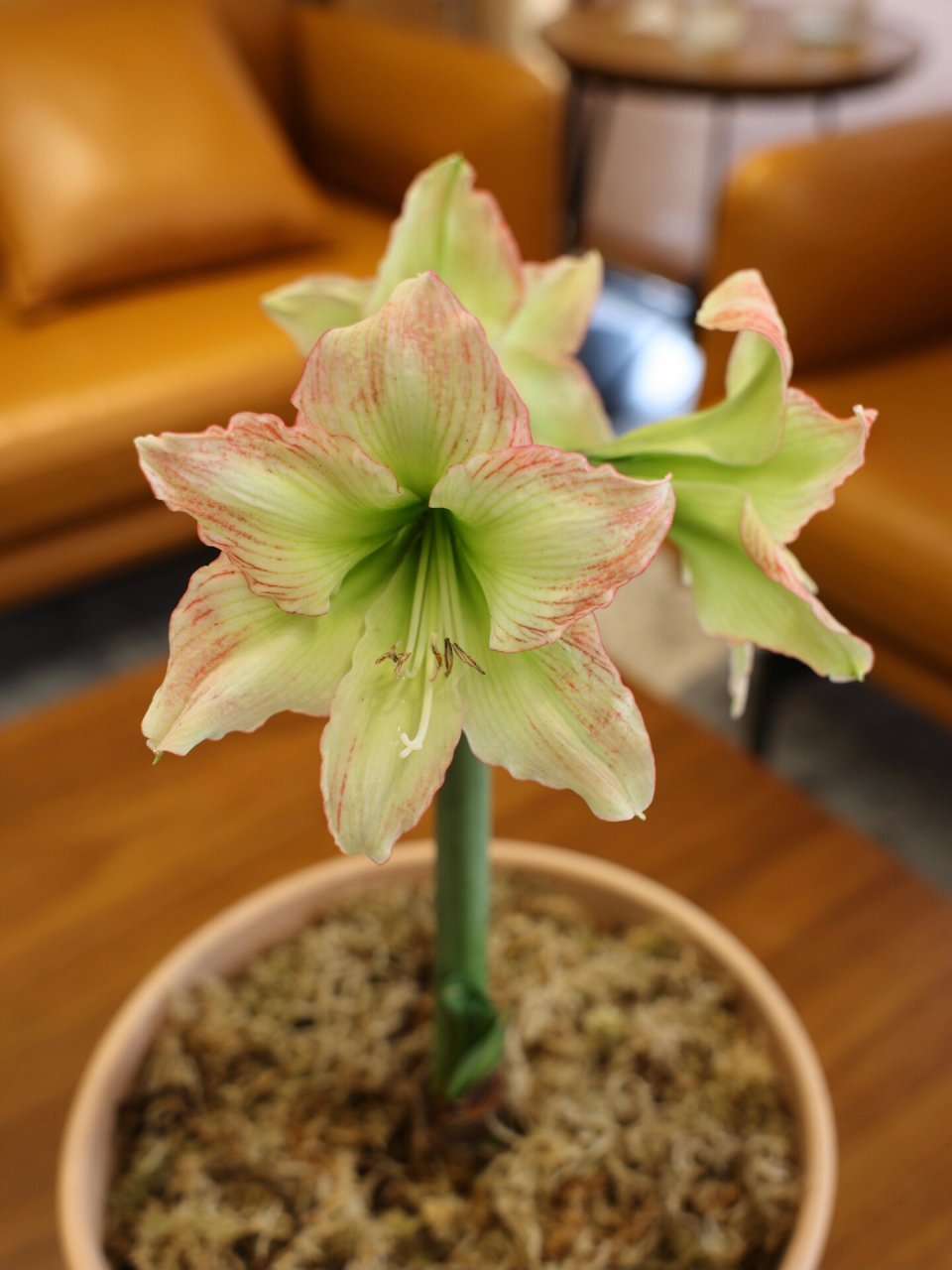 朱顶红-落日森林 很美的单瓣朱,绿花粉边,落日余晖洒在森林之中