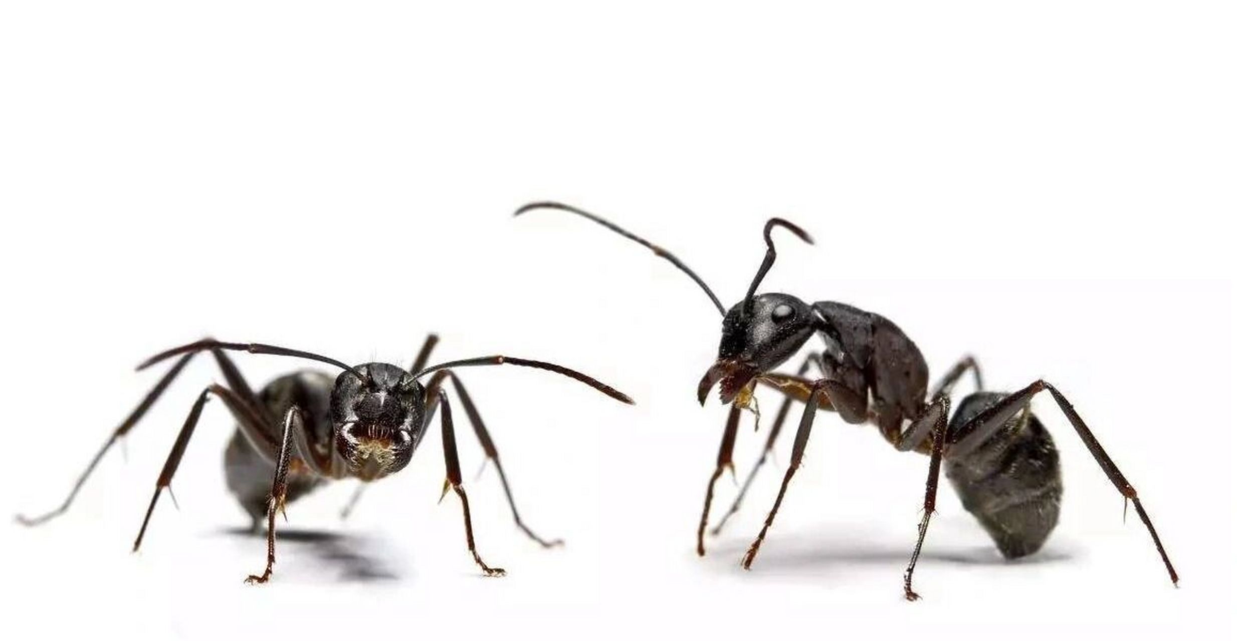 怎么办 一,为什么床上会有蚂蚁?