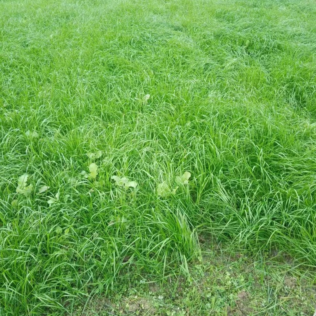 多花黑麦草图片 鲜嫩多汁油光锃亮的宠物大餐 兔兔和荷兰猪的最爱 家