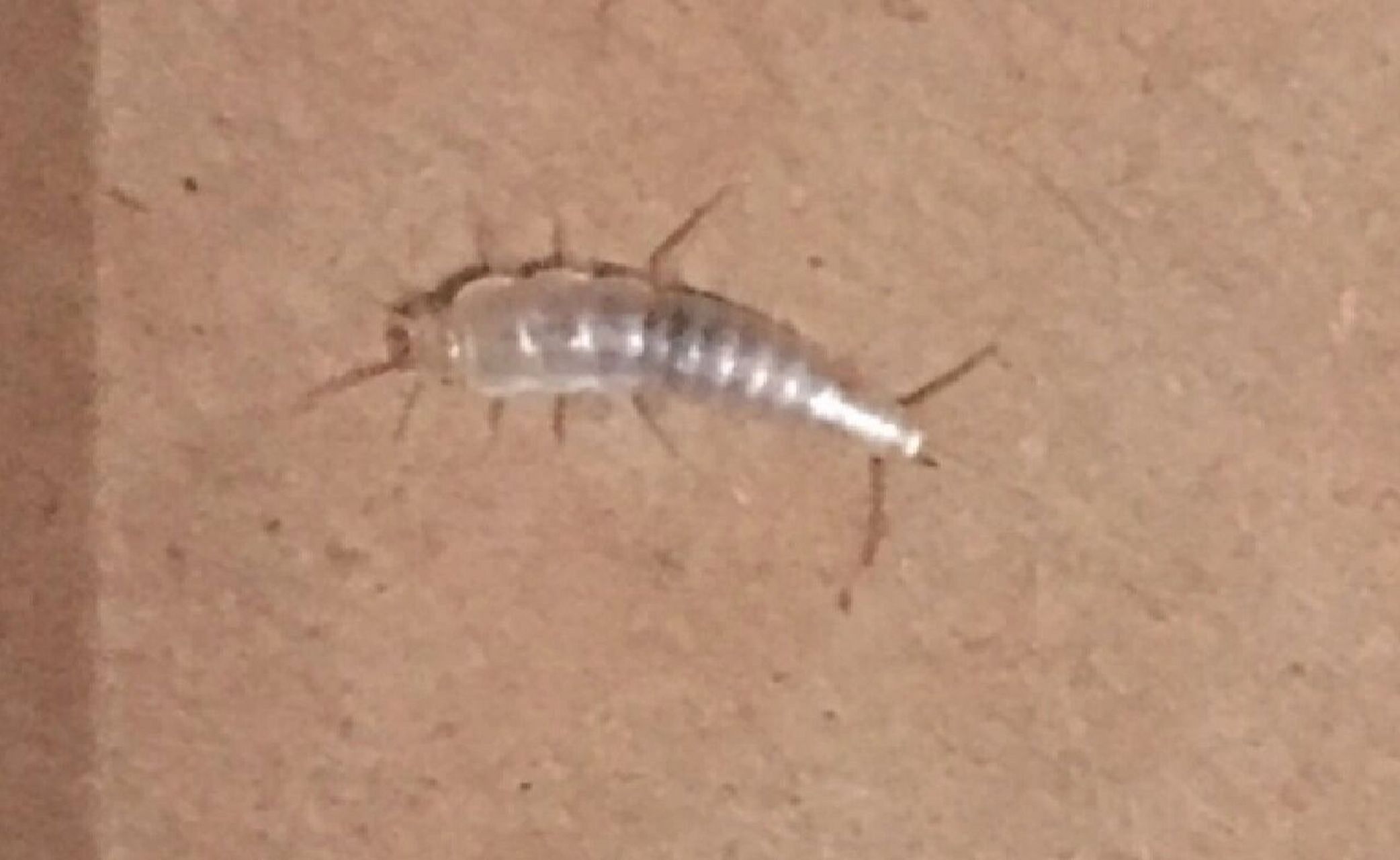 家中很干净还有衣鱼虫是怎么回事,如何消灭 衣鱼虫可