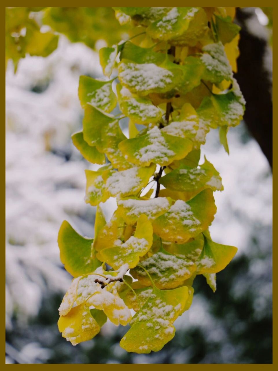 2021最美雪景图片图片