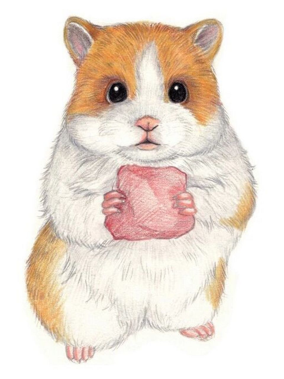 彩铅画卡通小动物简单图片