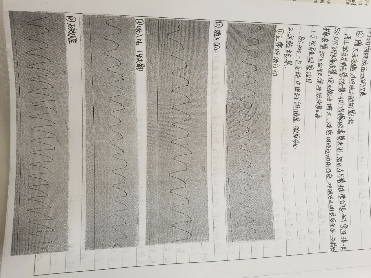 兔子耳缘静脉注射空气图片