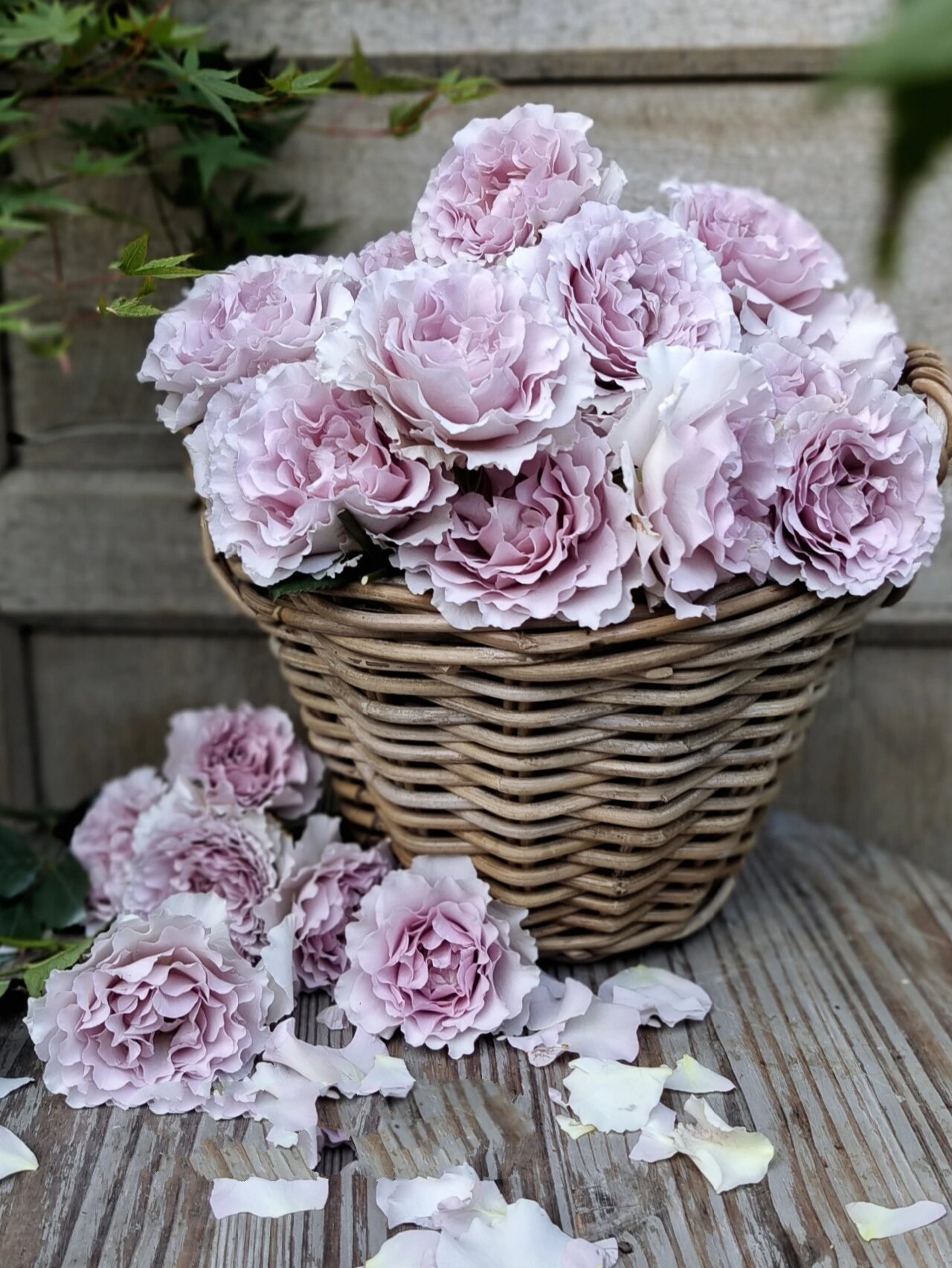 来自洛基花园的紫色系月季 新浪潮 蜻蜓 蓝色阴雨 玫瑰时装