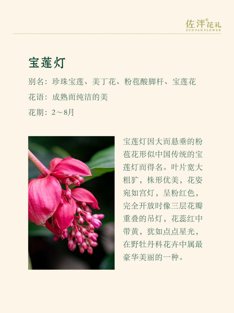 宝莲灯花修剪图片