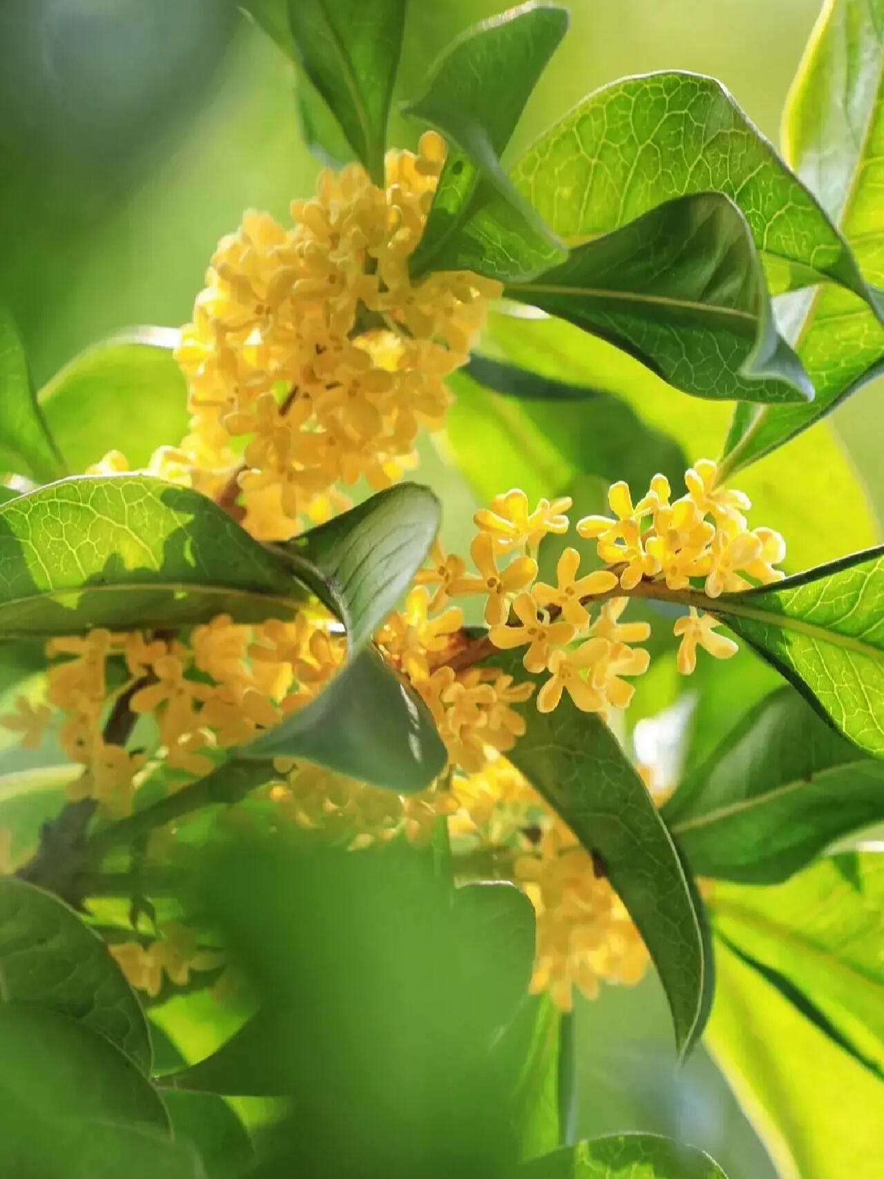 【每日一花】木樨花(桂花)