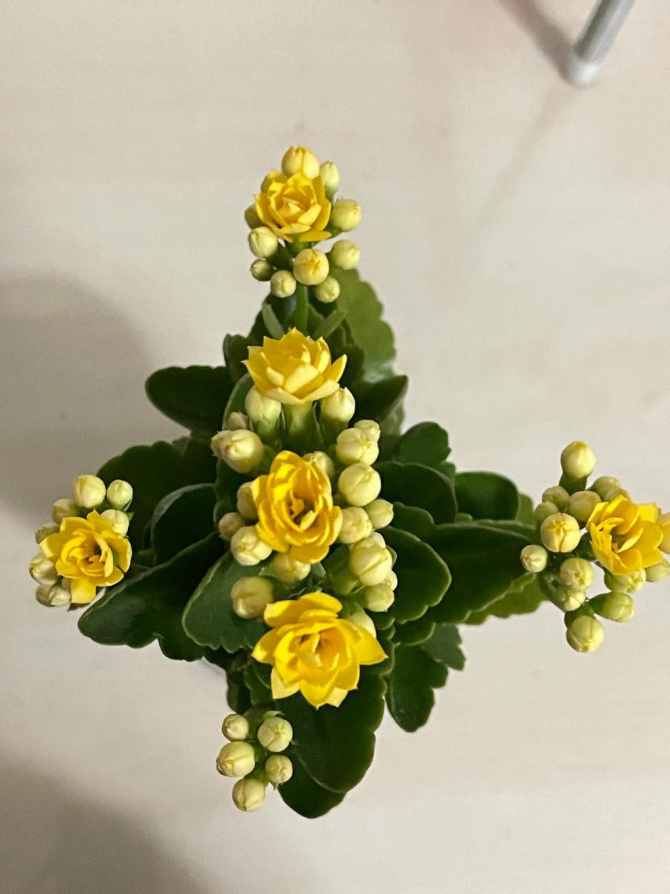 黄色长寿花含苞待放,它们是我家里种植的宝贝.