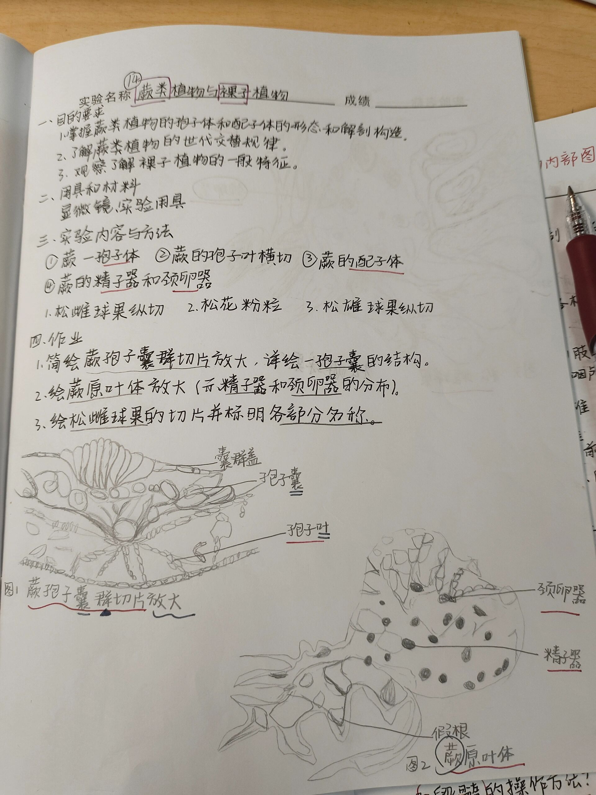 观察花的结构实验报告图片