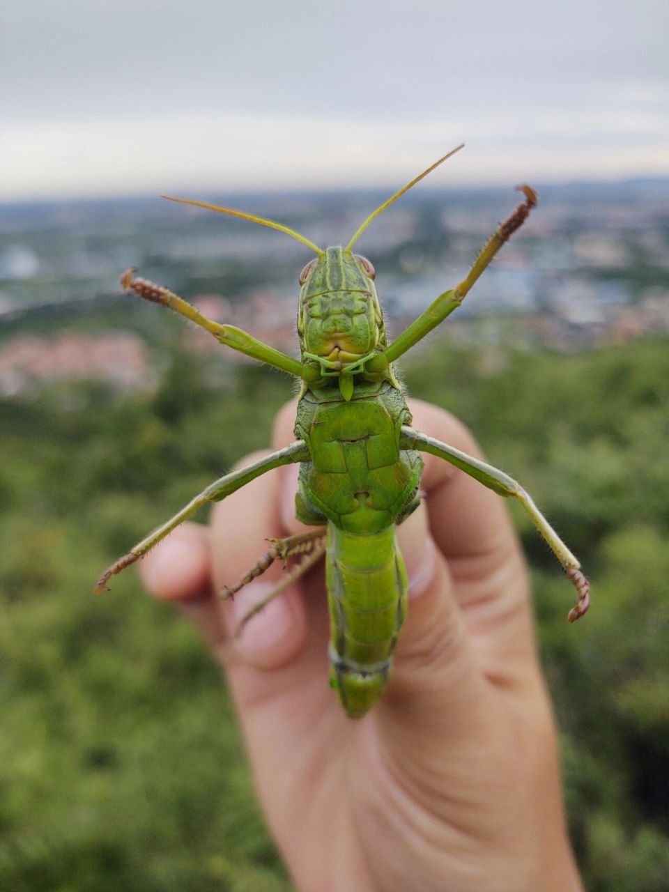 蝗虫 蚂蚱 蚱蜢 草蜢,北京昌平十三陵水库爬山,喜提两个巨大肥美的