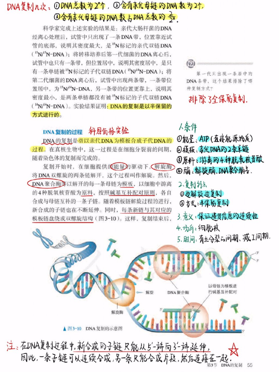 dna半保留复制计算图解图片