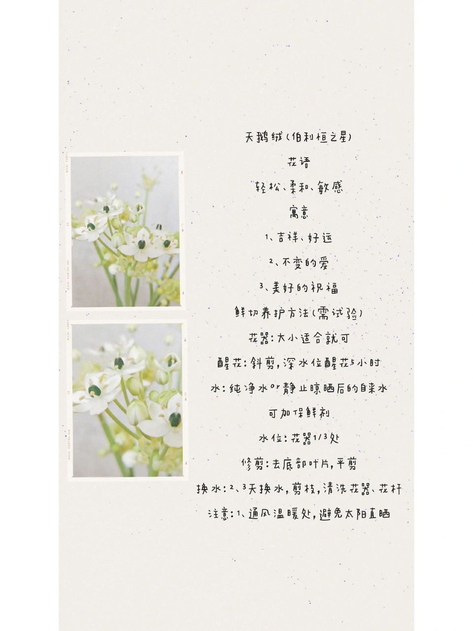 每天认识一种花——天鹅绒(伯利恒之星) 天鹅绒 花语 轻松,柔和,敏感