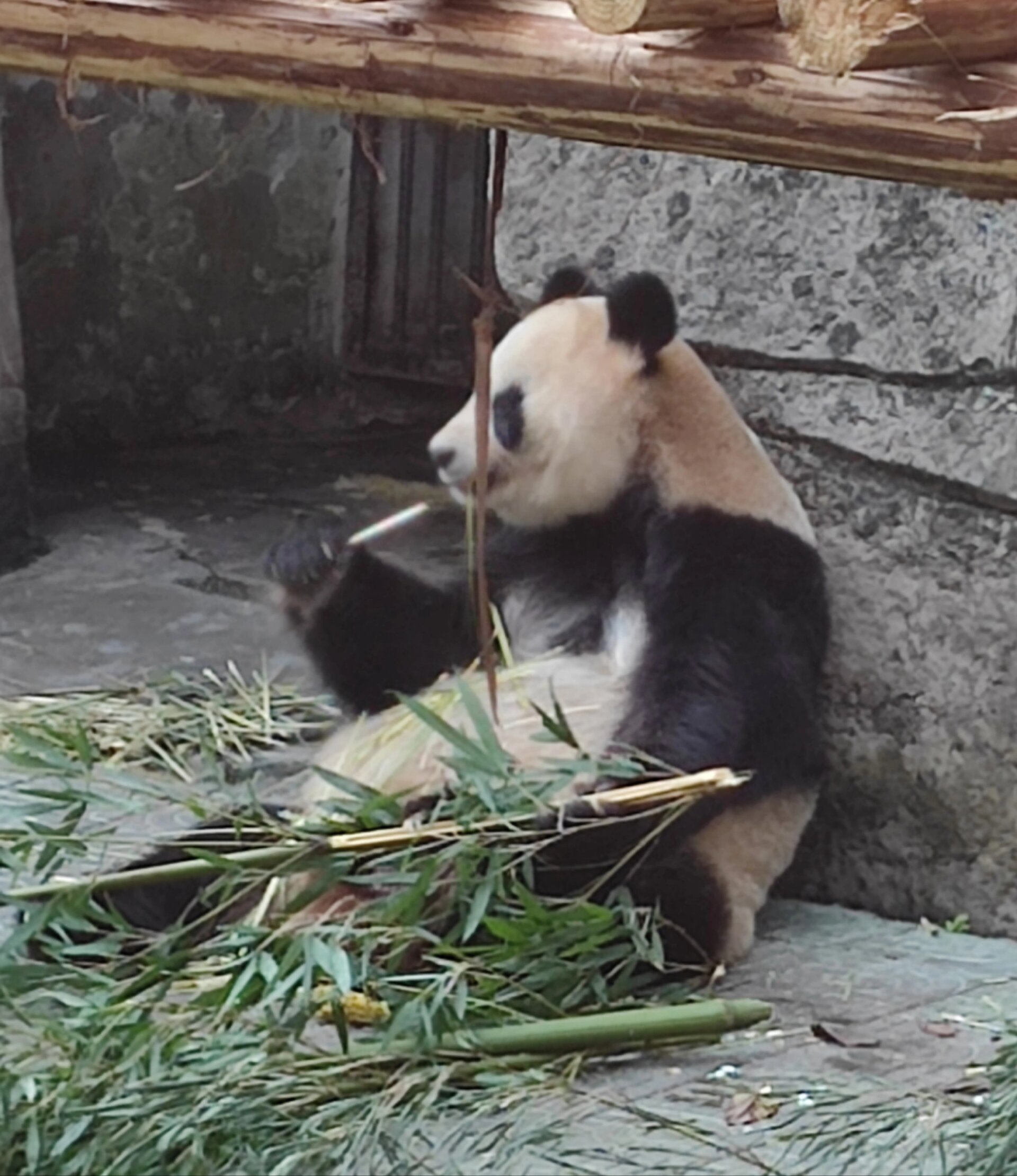 重庆动物园熊猫"抽烟