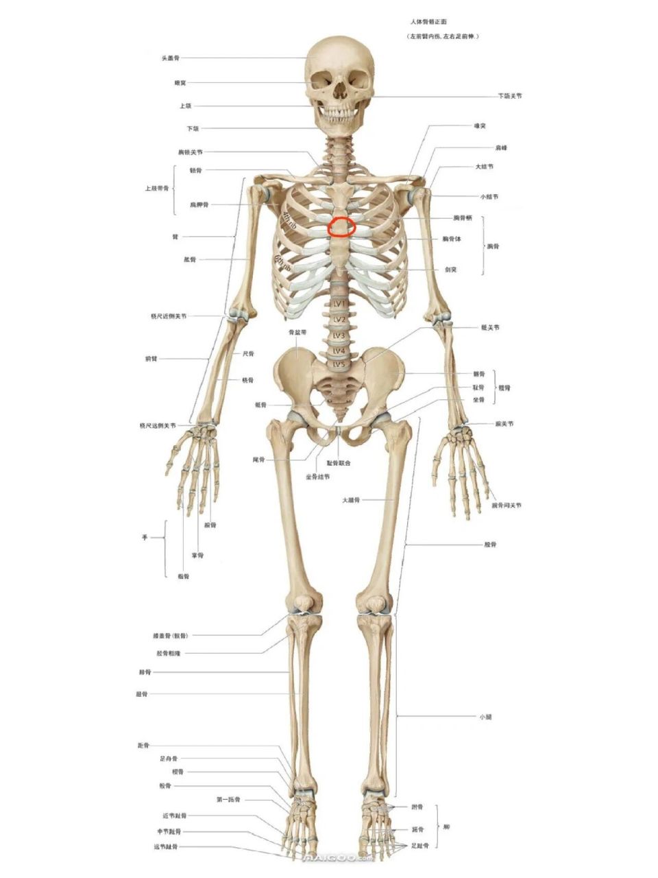 胸前疼是什么原因啊 家人们 之前我胸骨动动会响  就像扭脖子会嘎啦嘎