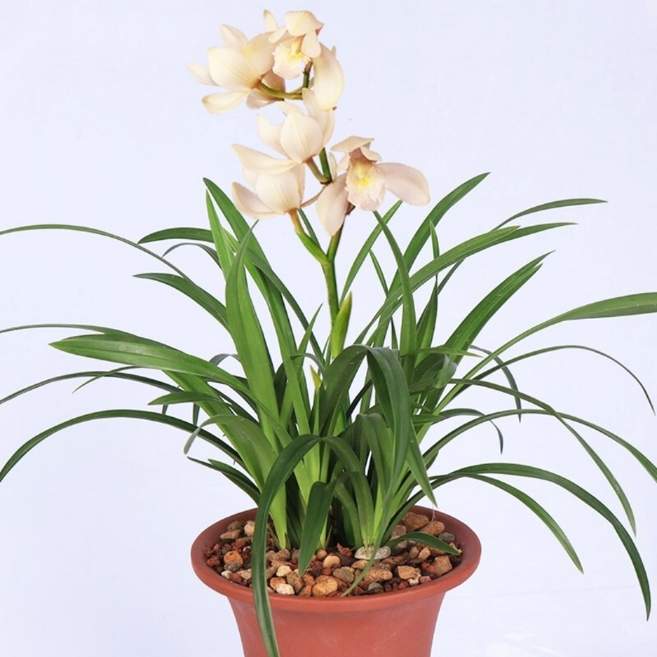 99每天认识一款植物——中国兰花 97(1)学名: cymbidium.