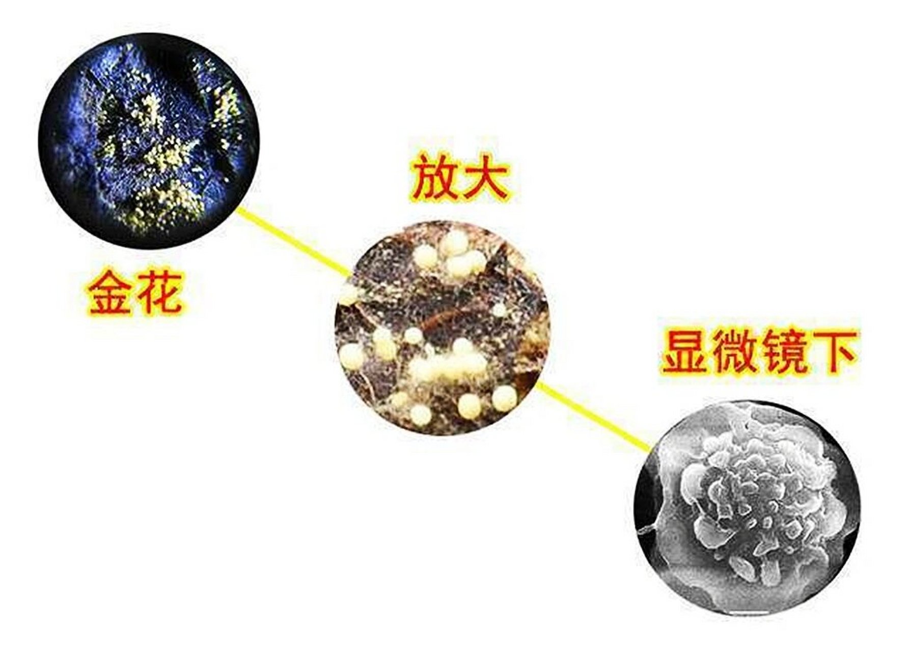 金花学名冠突散囊菌图片