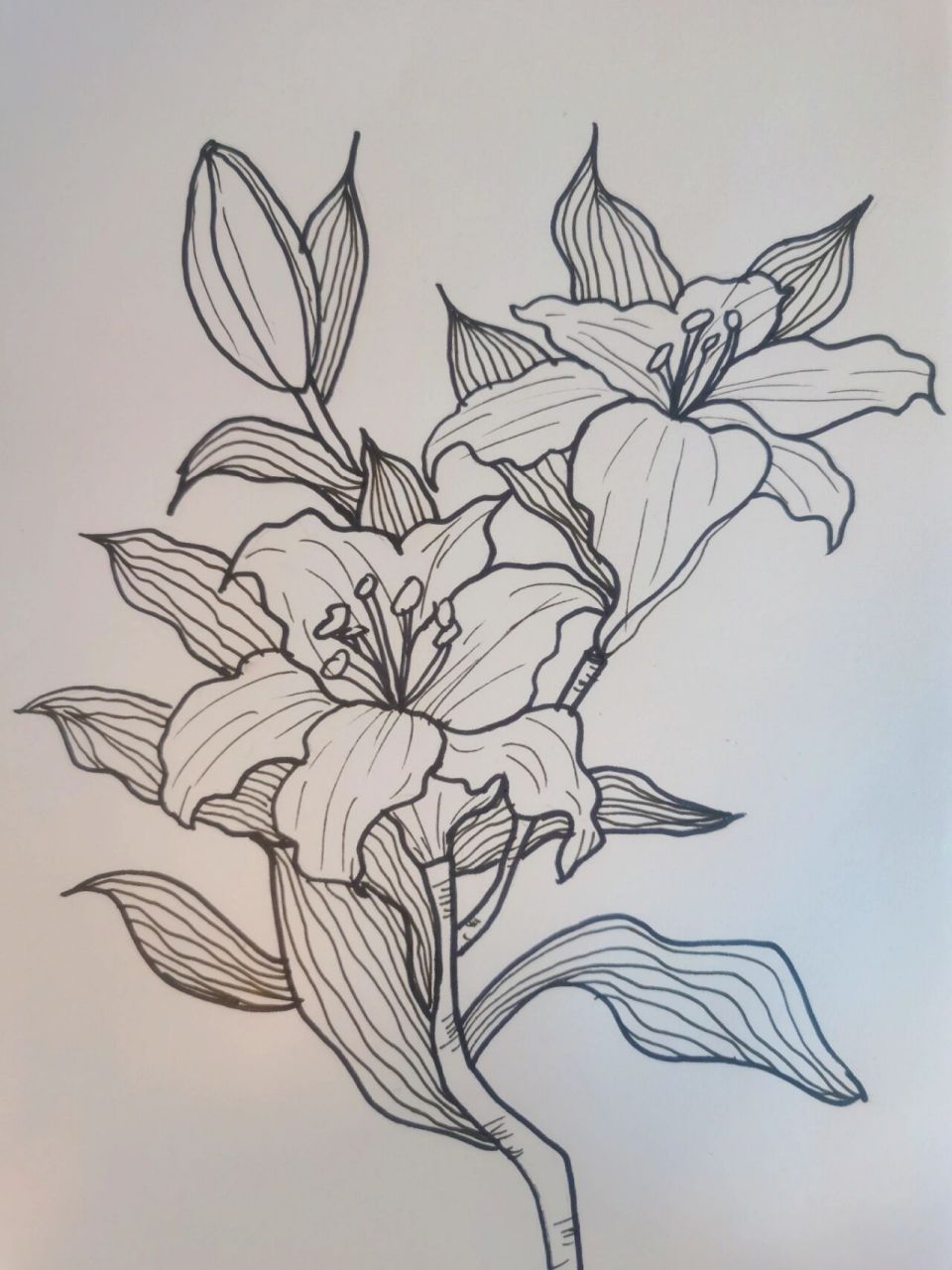 儿童画百合花绘画步骤分享