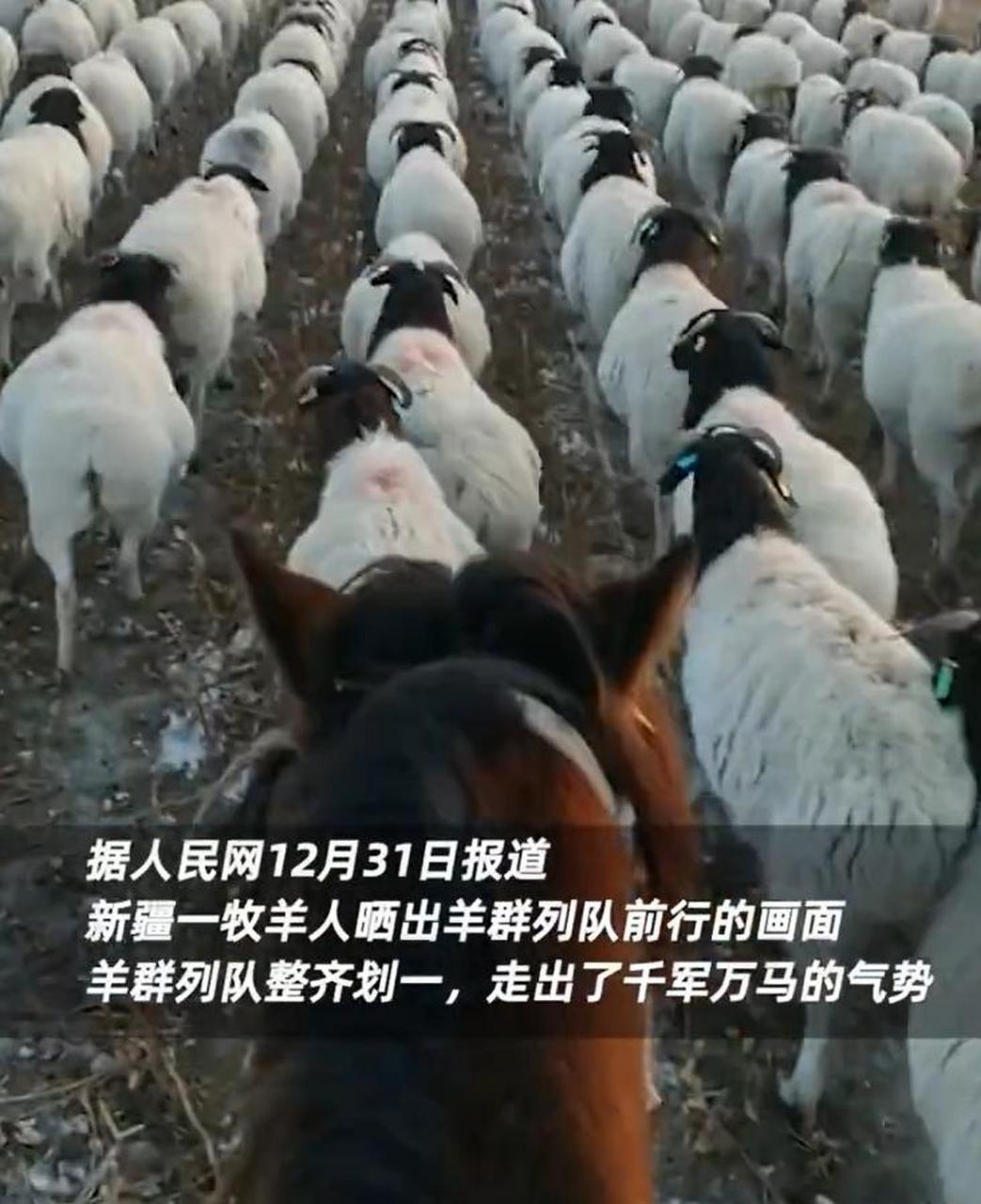 羊群排队图片