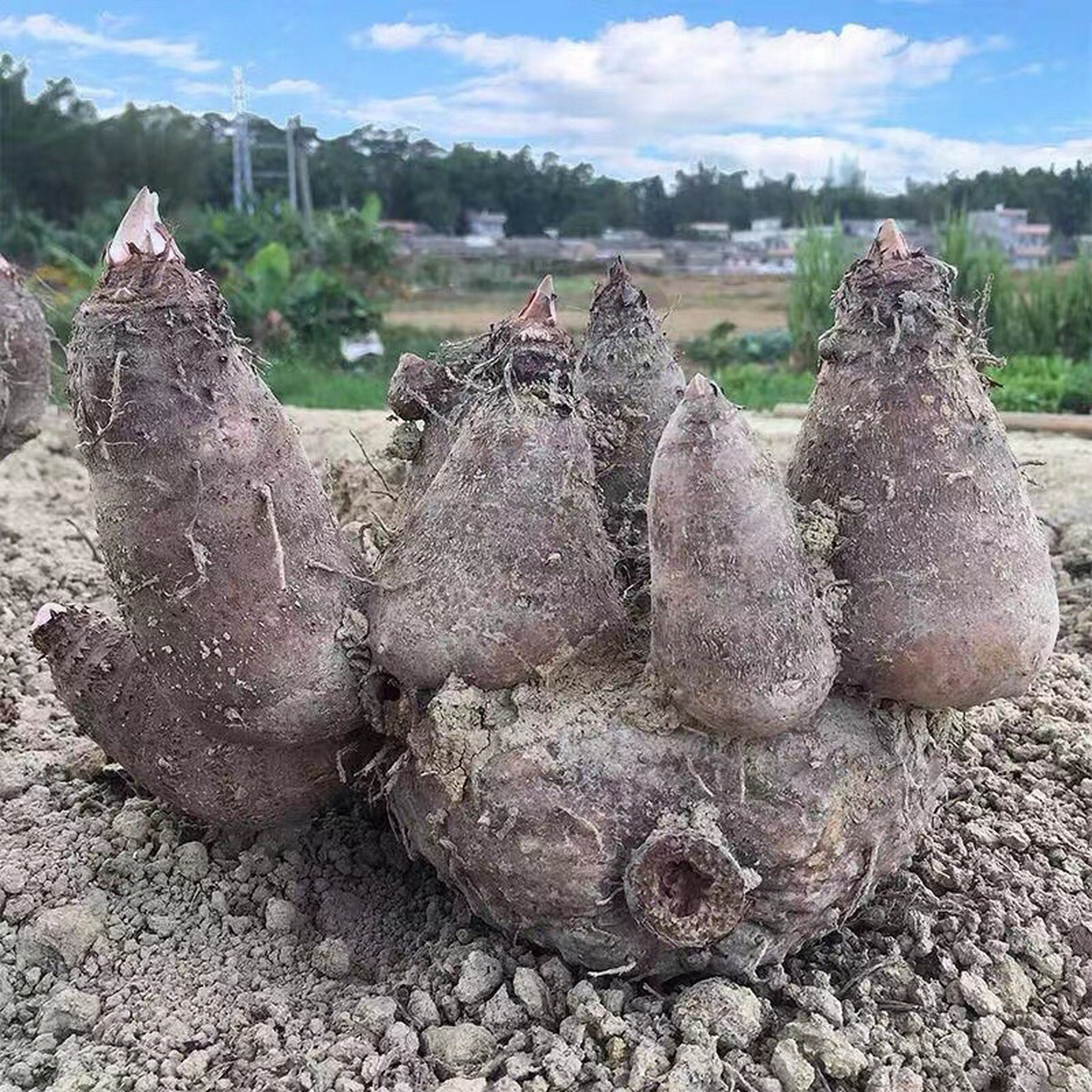 鸡芋图片