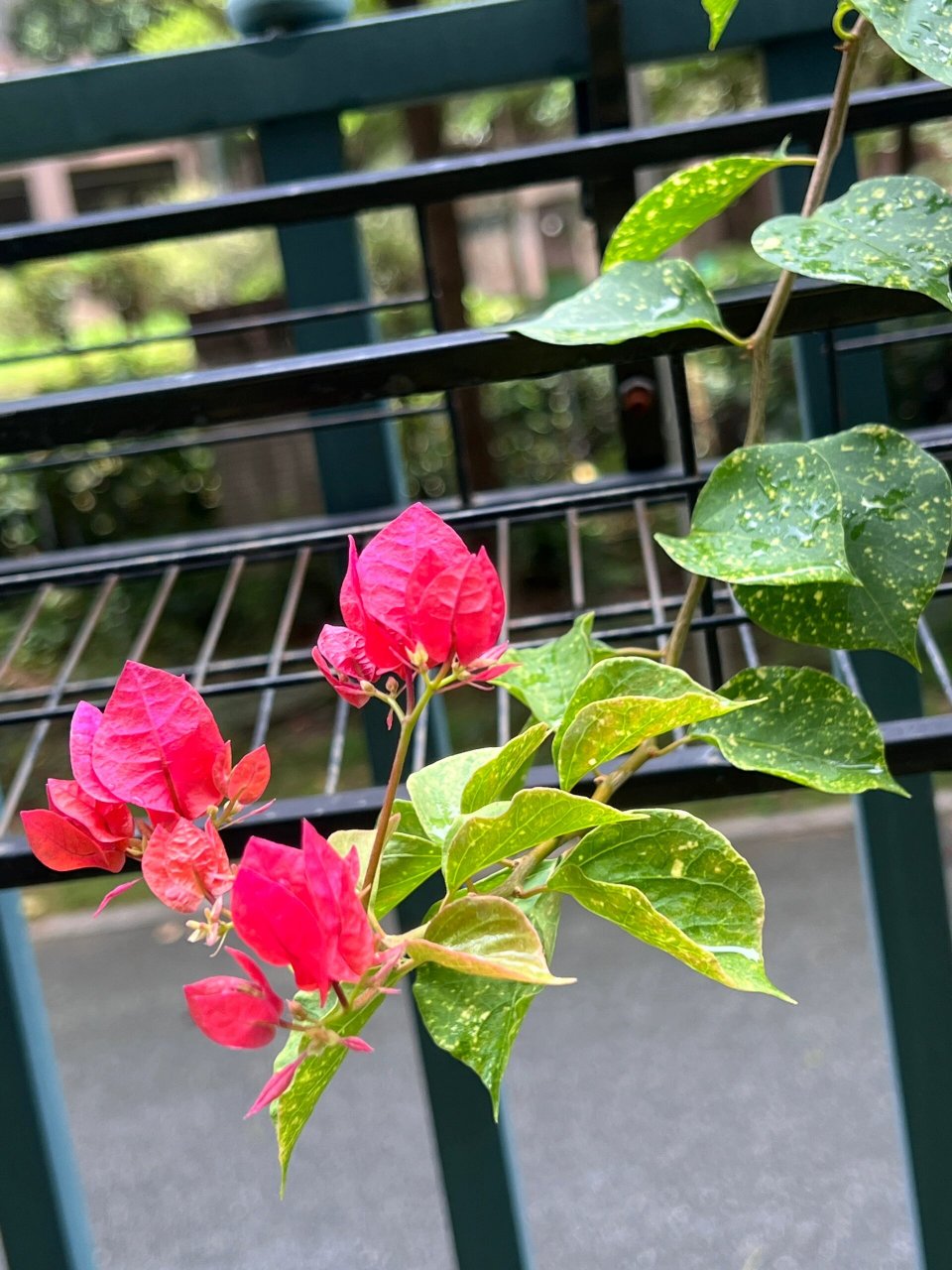 洒金红三角梅开花花啦 一直在记录. 花色颜色变化～ 洒金红三角梅