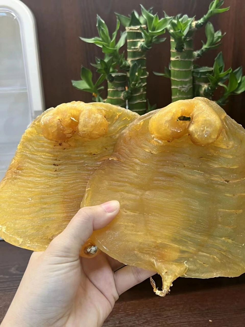 正南老货,野生湛江赤嘴胶 正南老货只只精选恶雅野生湛江赤嘴鳘,正