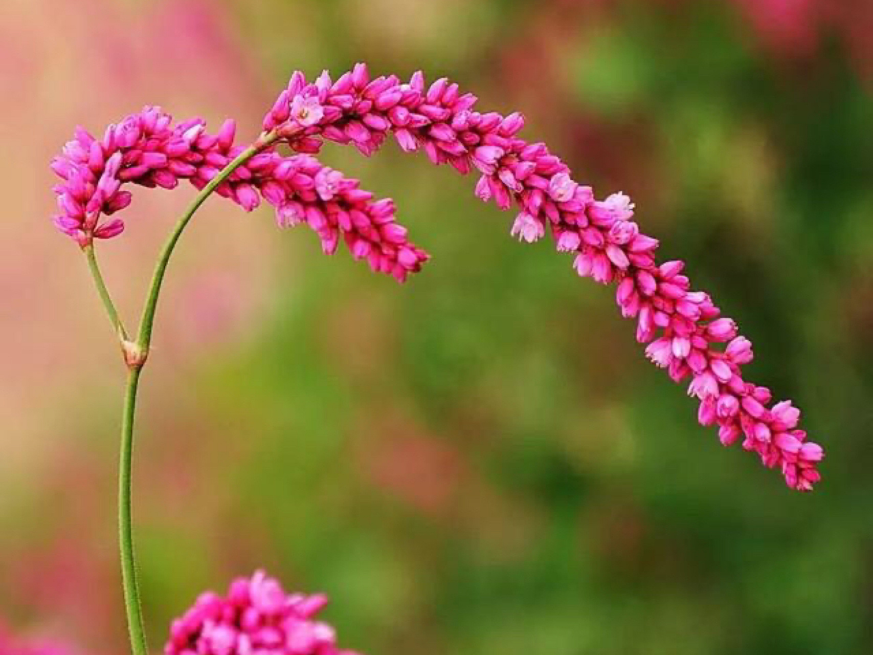 果实入药,名水红花子 花