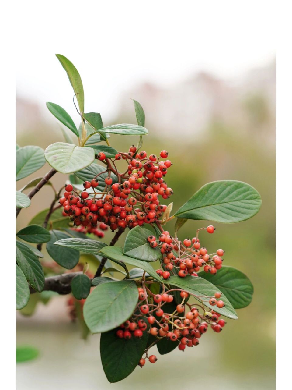 厚叶栒子|美丽栒子 厚叶栒子,别称:美丽栒子,野苦梨,蔷薇科栒子属常绿