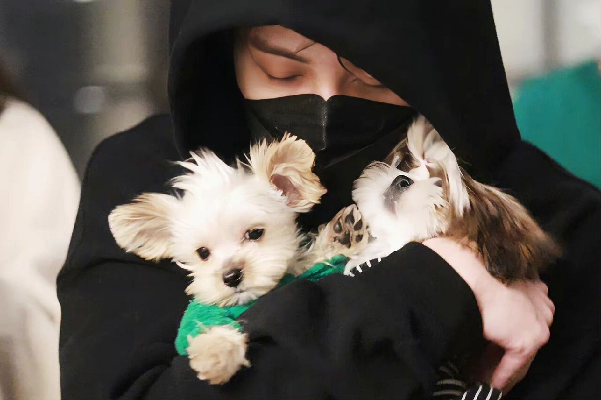 是檀力球和檀小呆耶 我的宝贝带着两个小宝儿 约克夏是檀力球,西施犬