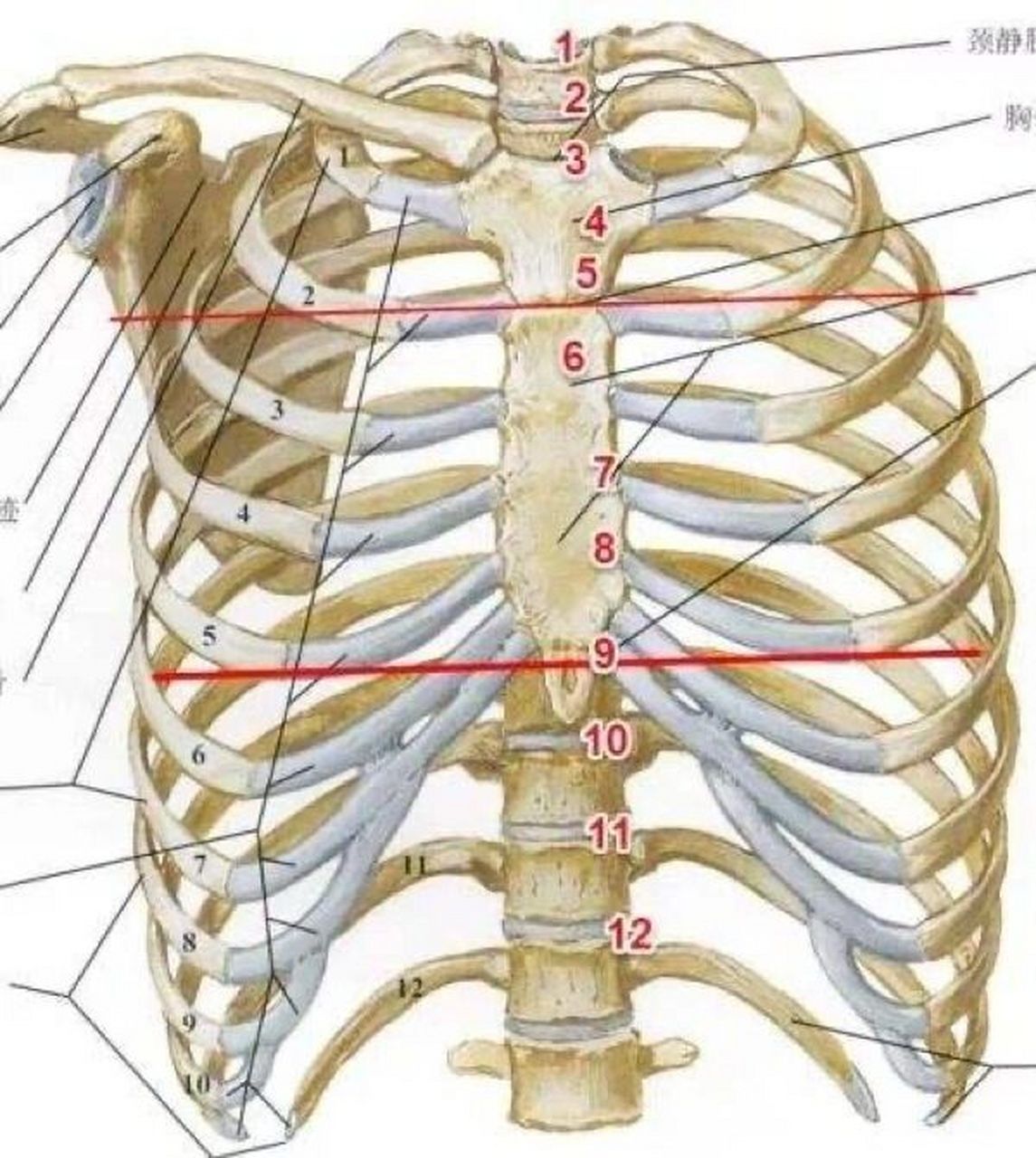 肋巴骨图片部位图图片