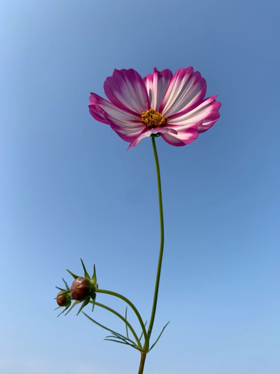 格桑花-花语 藏族有一个美丽的传说:不管是谁,只要找到了八瓣格桑花