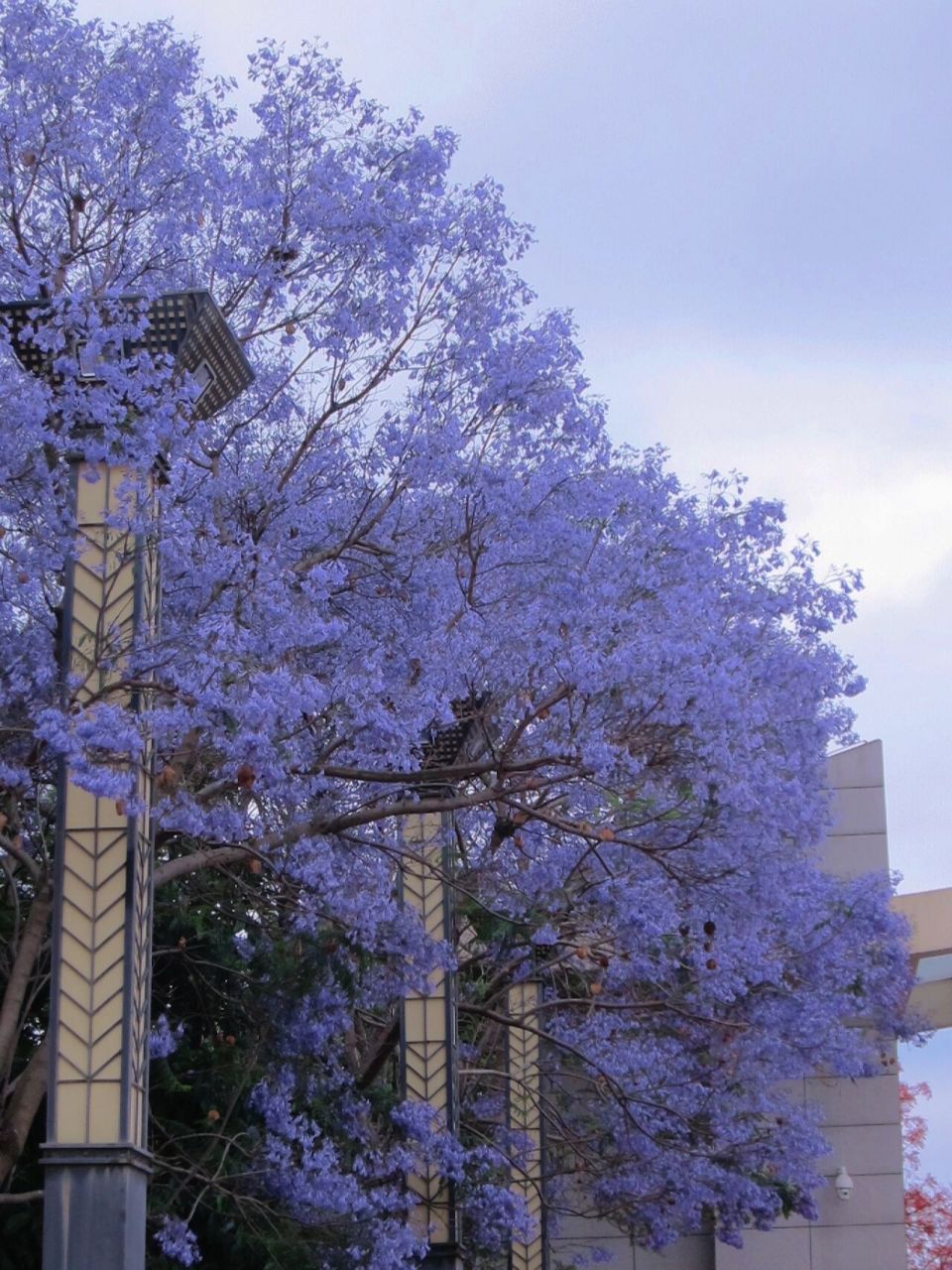 蒙自 红河学院 蓝花楹  南大门门口 我总是喜欢一些没有意义的画面 风